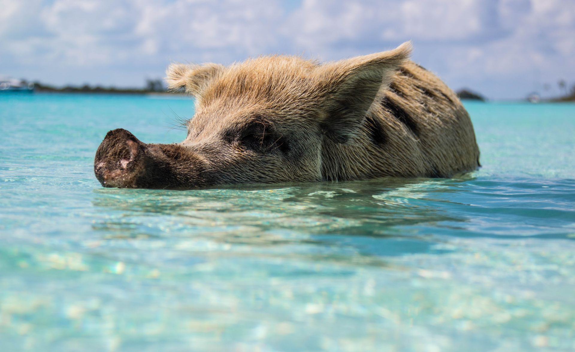 Pig