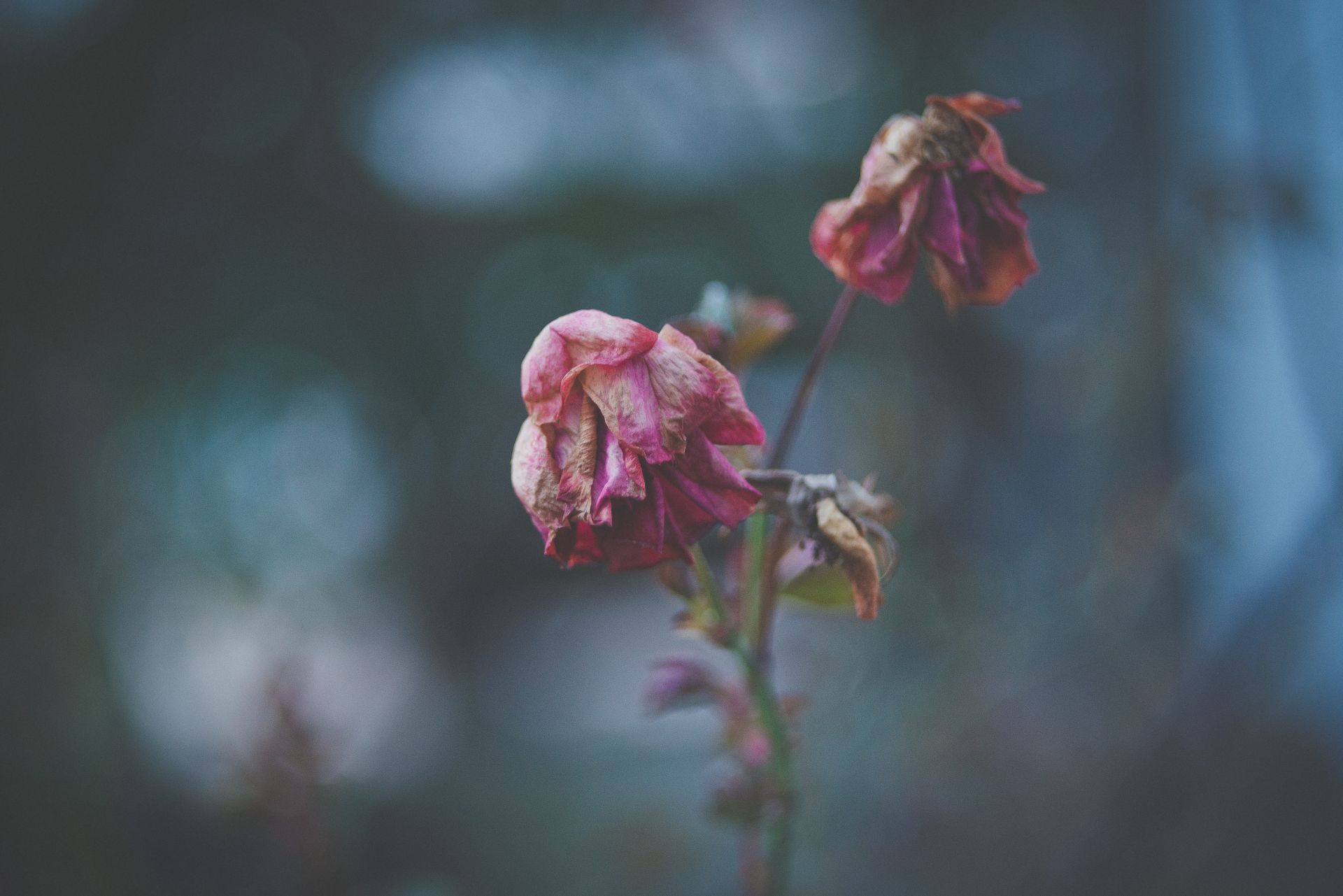 Dead flowers