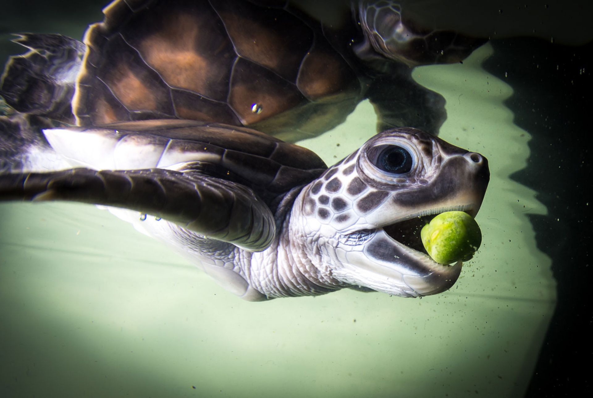 Close up photo of a baby turtle diving to eat a pea