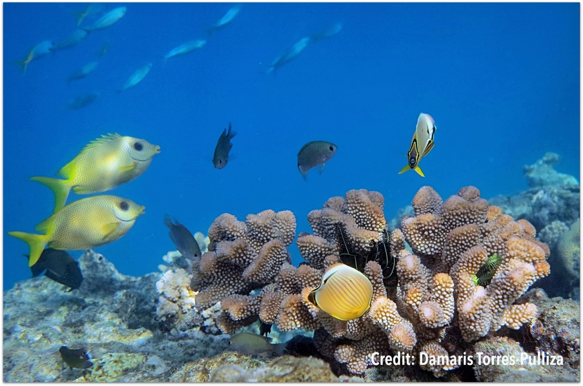 Reef habitat