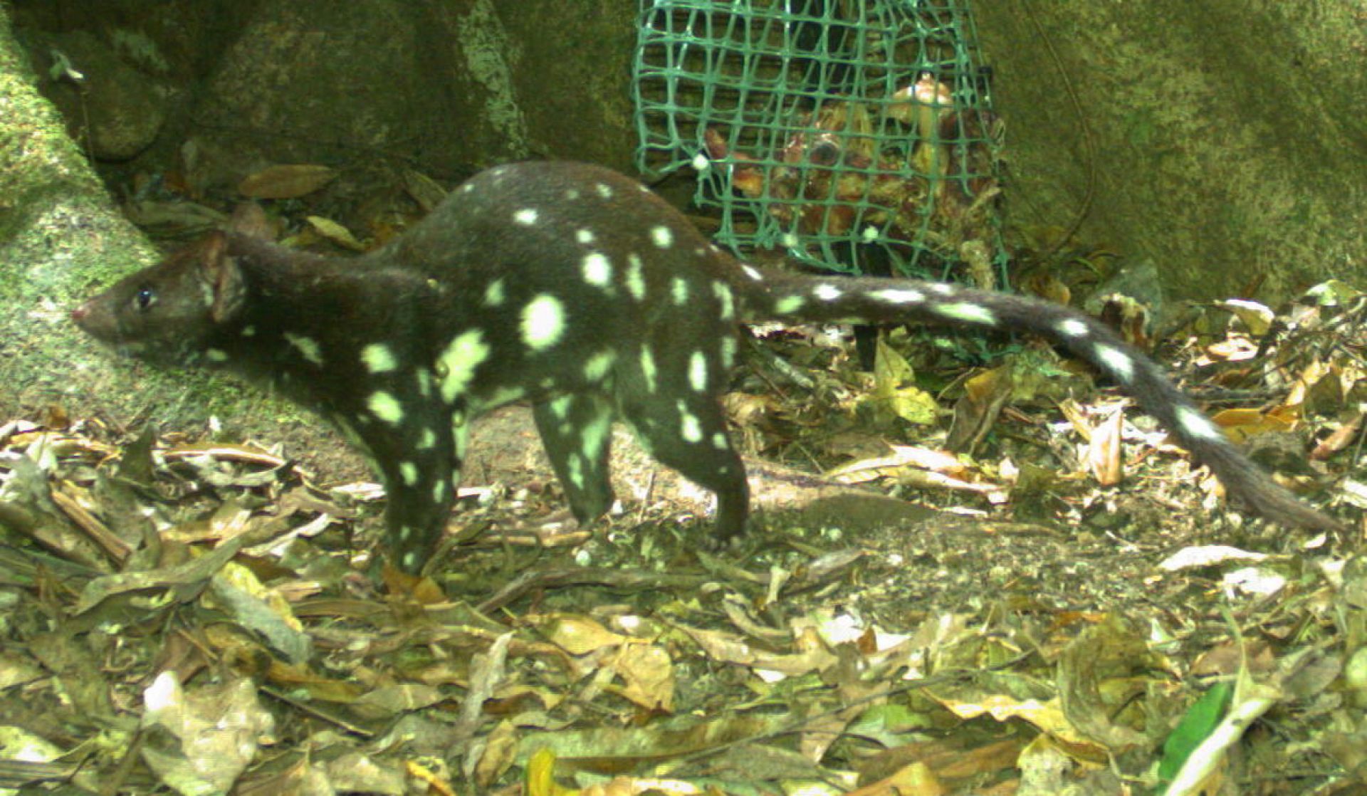 Quoll