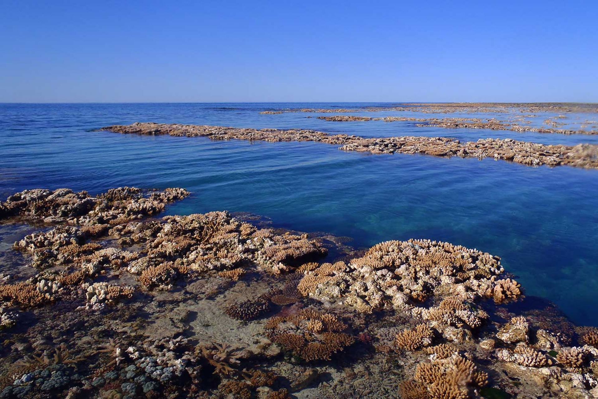 The sun shining on coral exposed at low tide, water in background