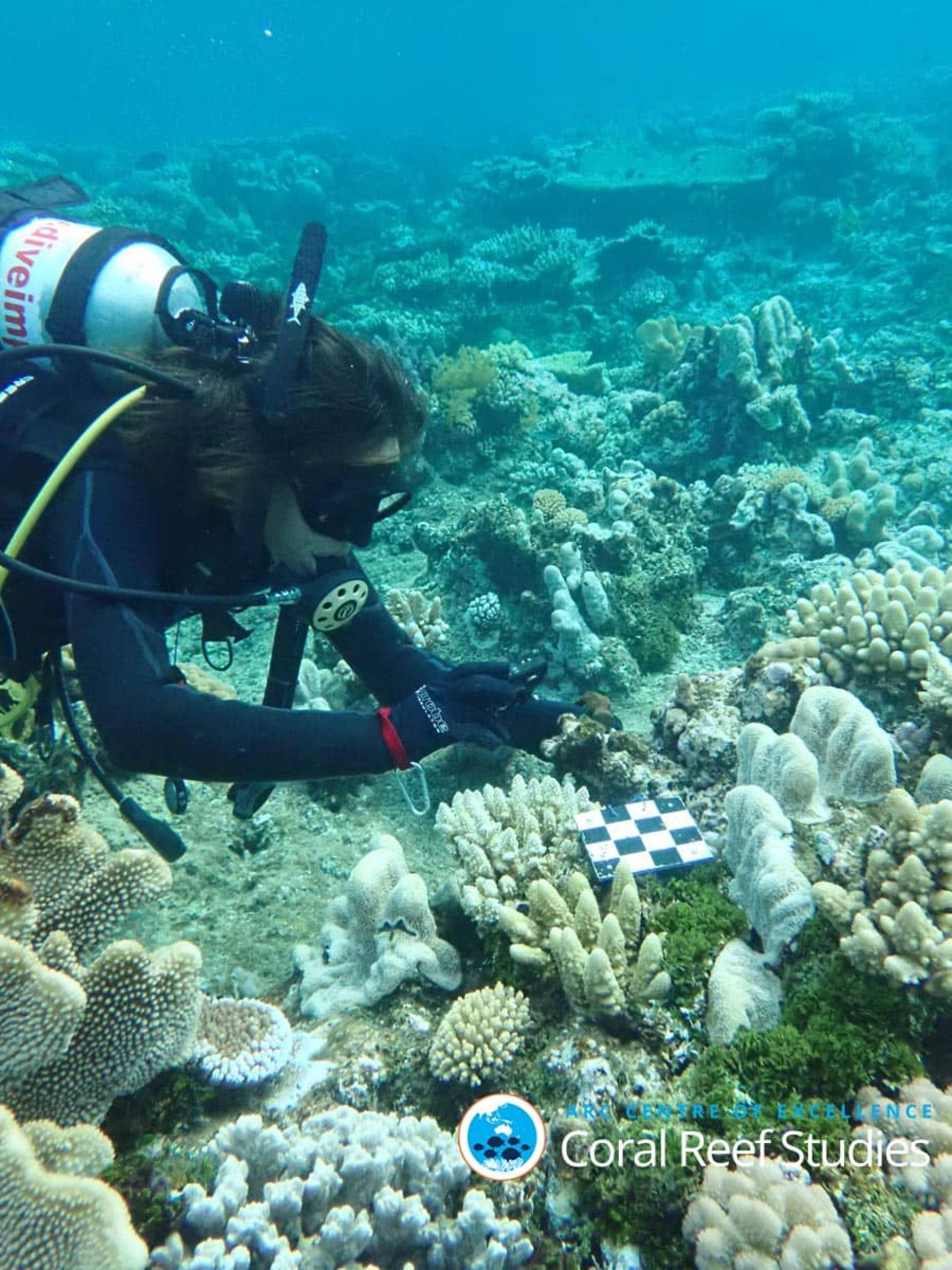 Diver
