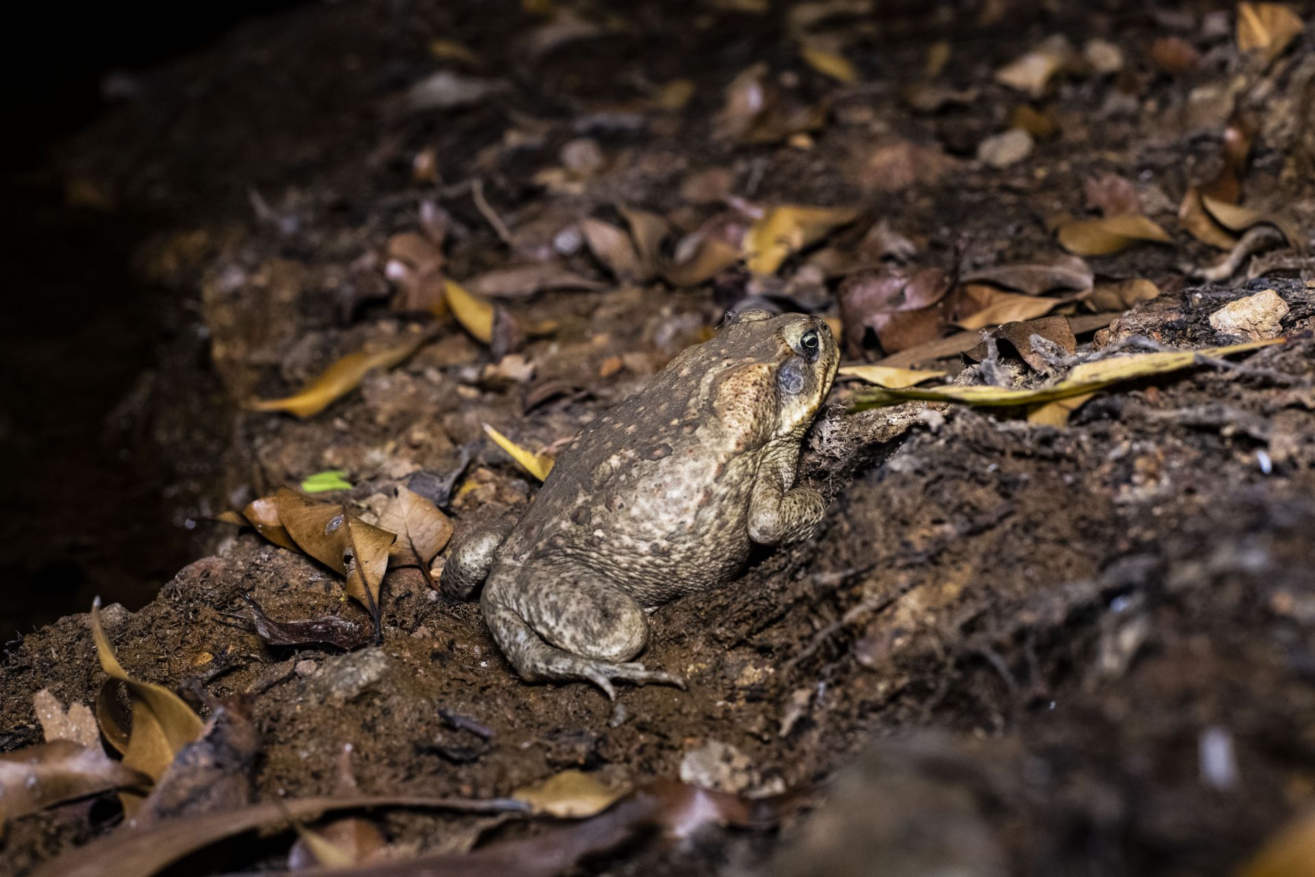 Cane toad
