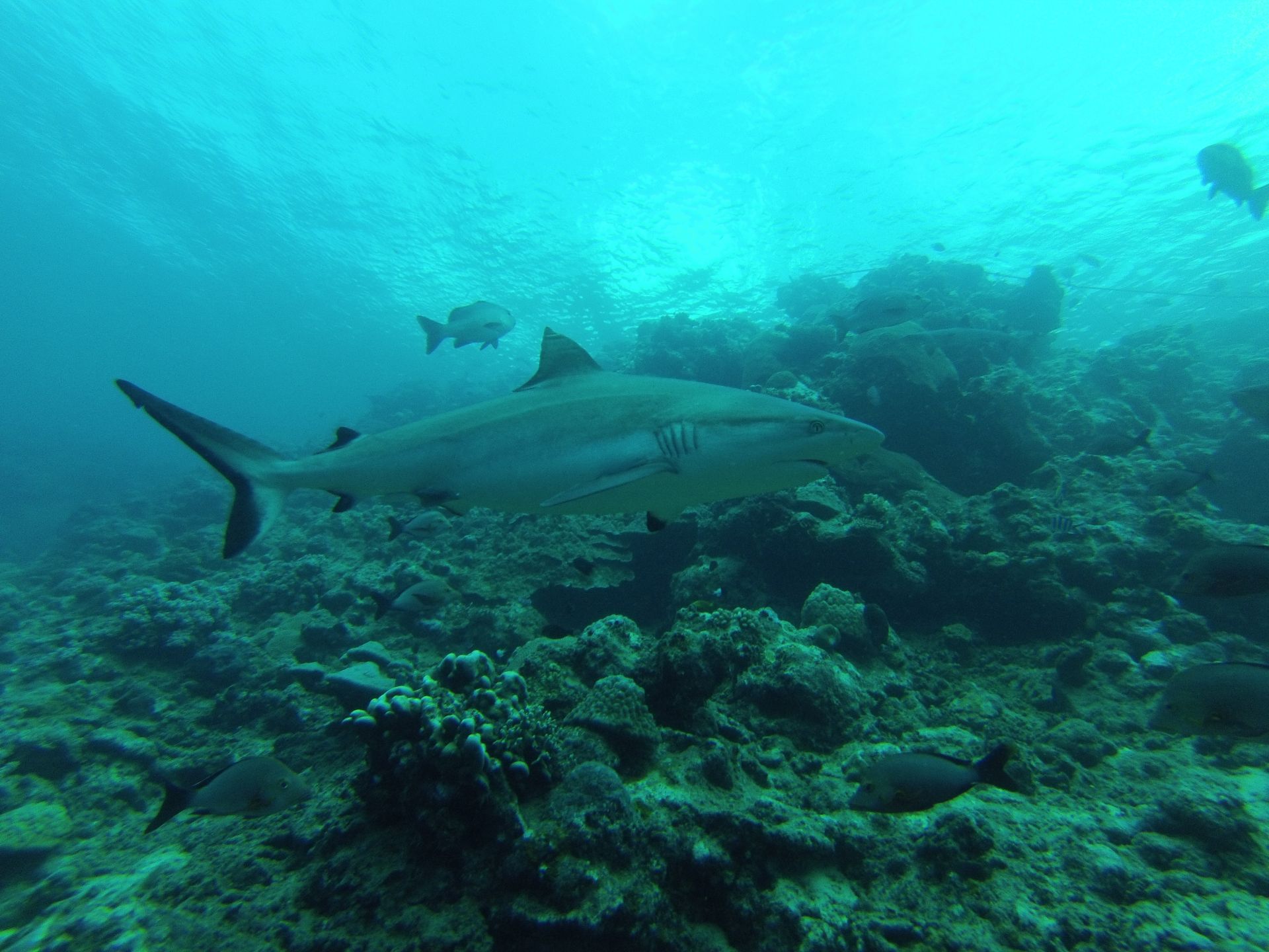 Sharks