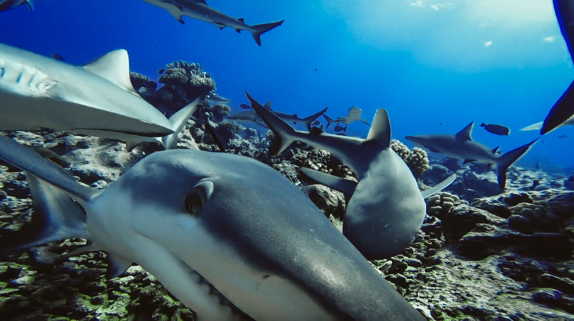 Sharks
