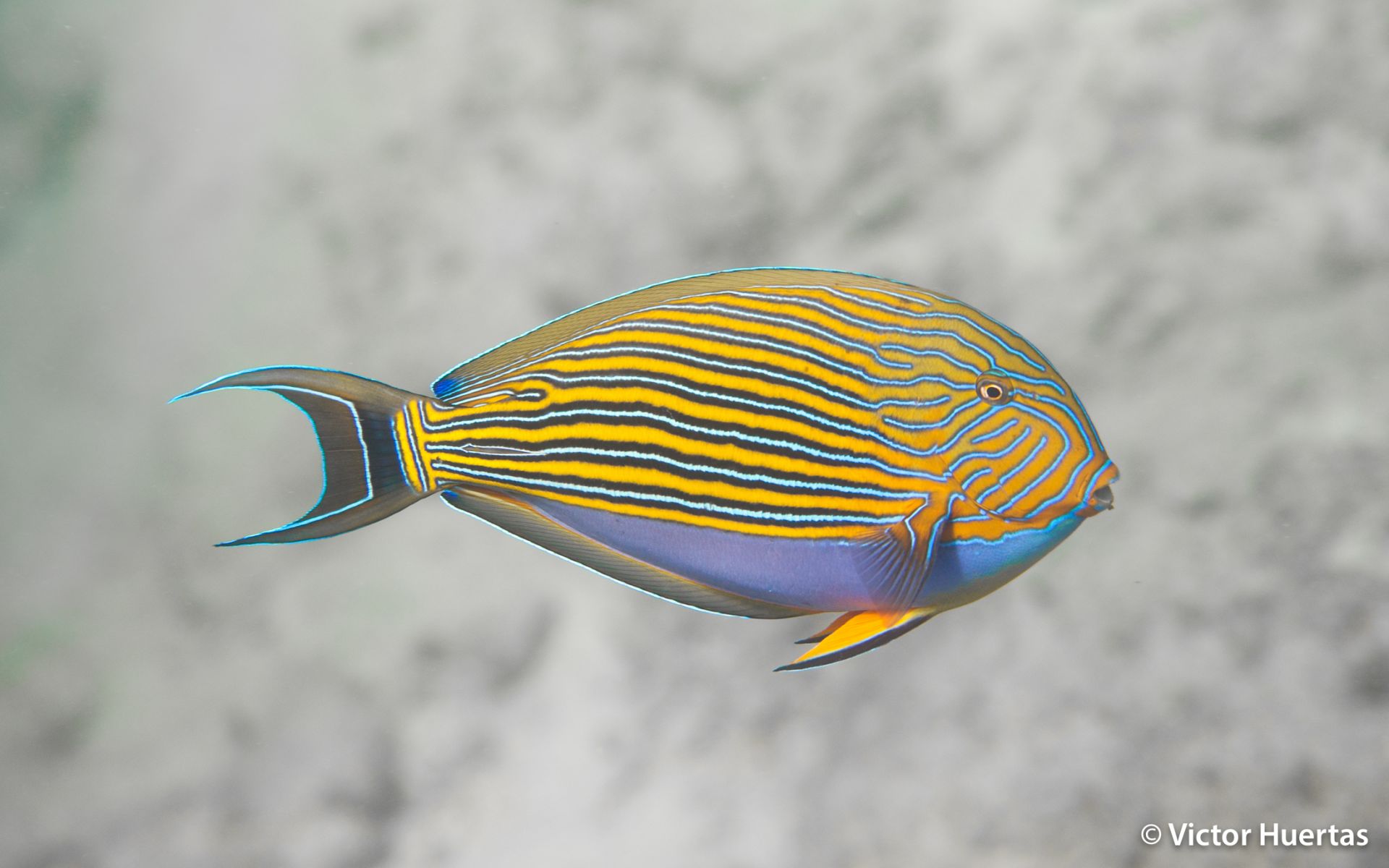 Surgeon fish