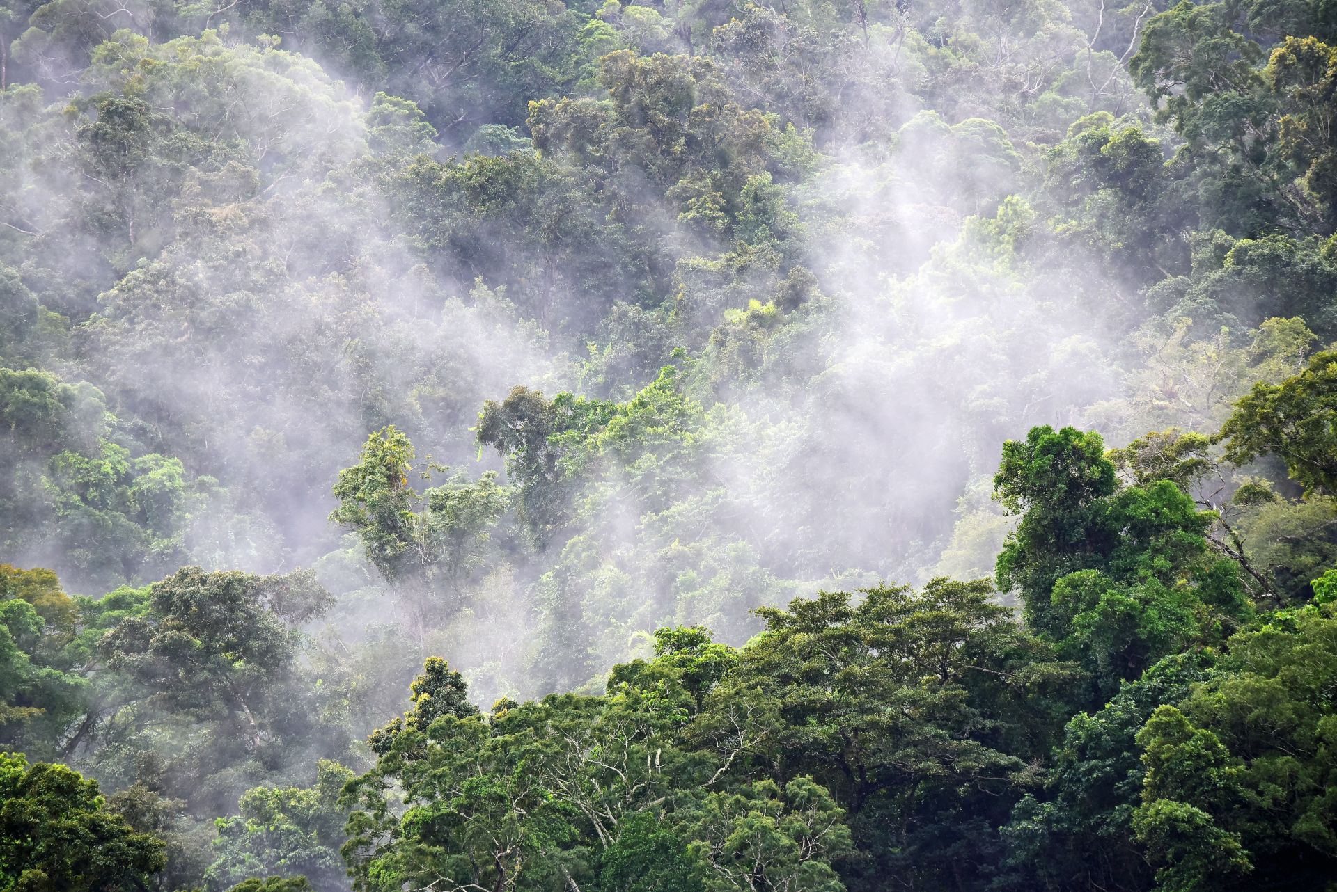 Rainforest