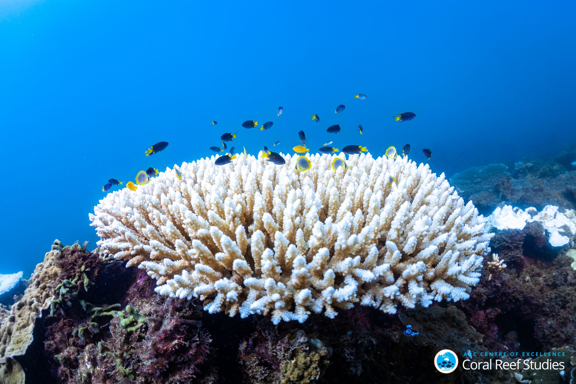 Coral
