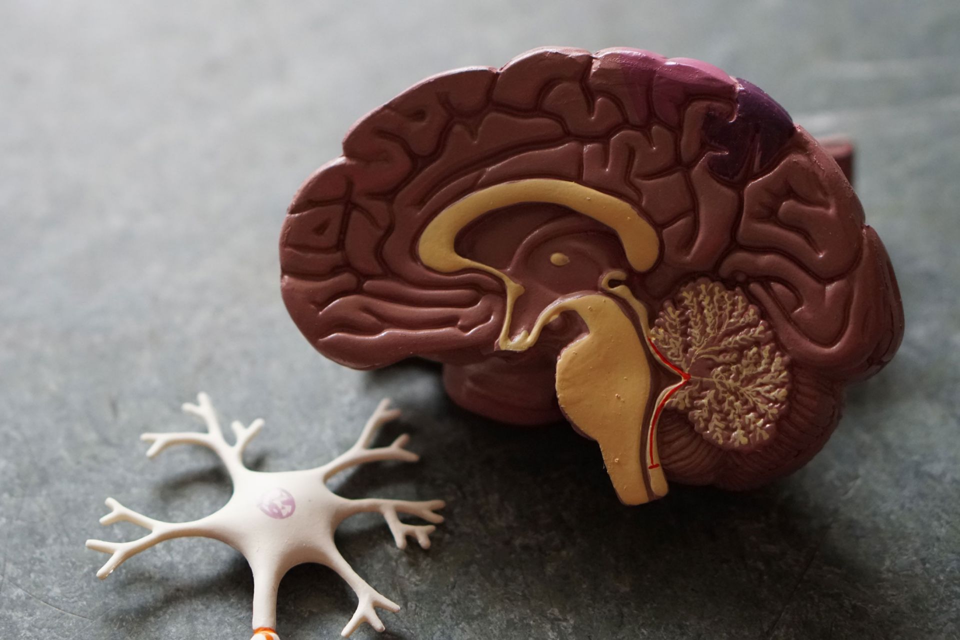 Cross section of a plastic model brain
