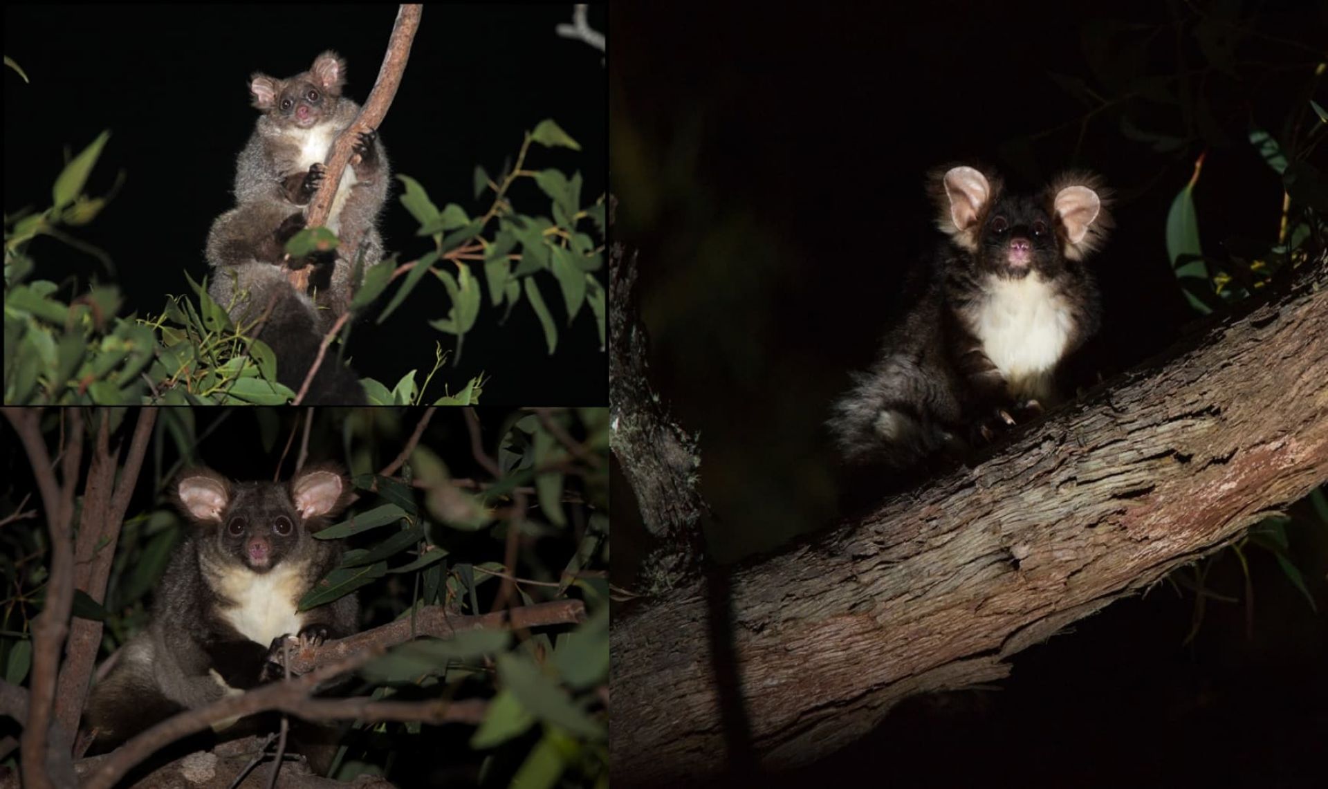 Greater glider