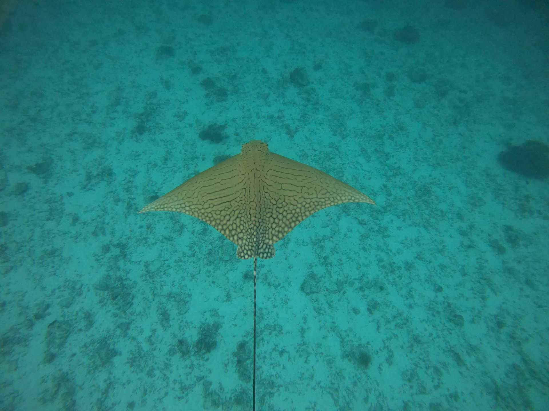 Ray