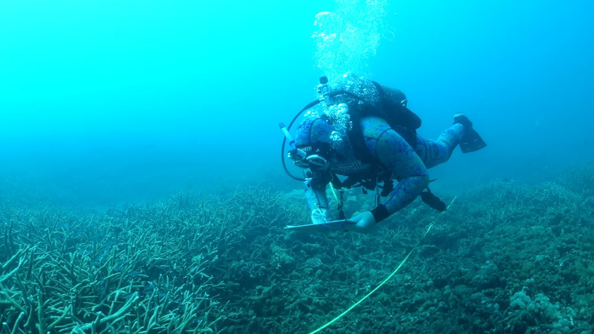Diver