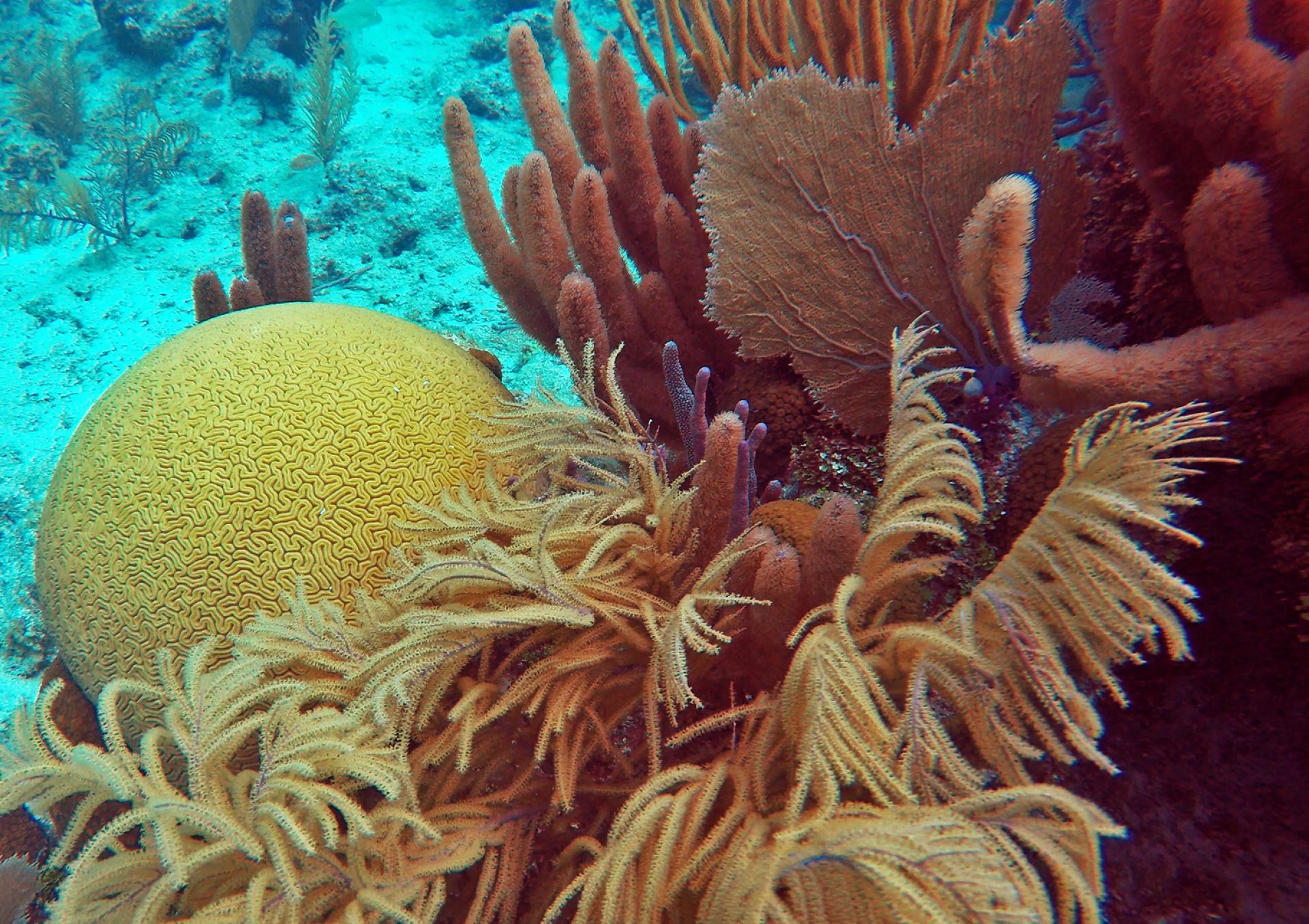 Coral