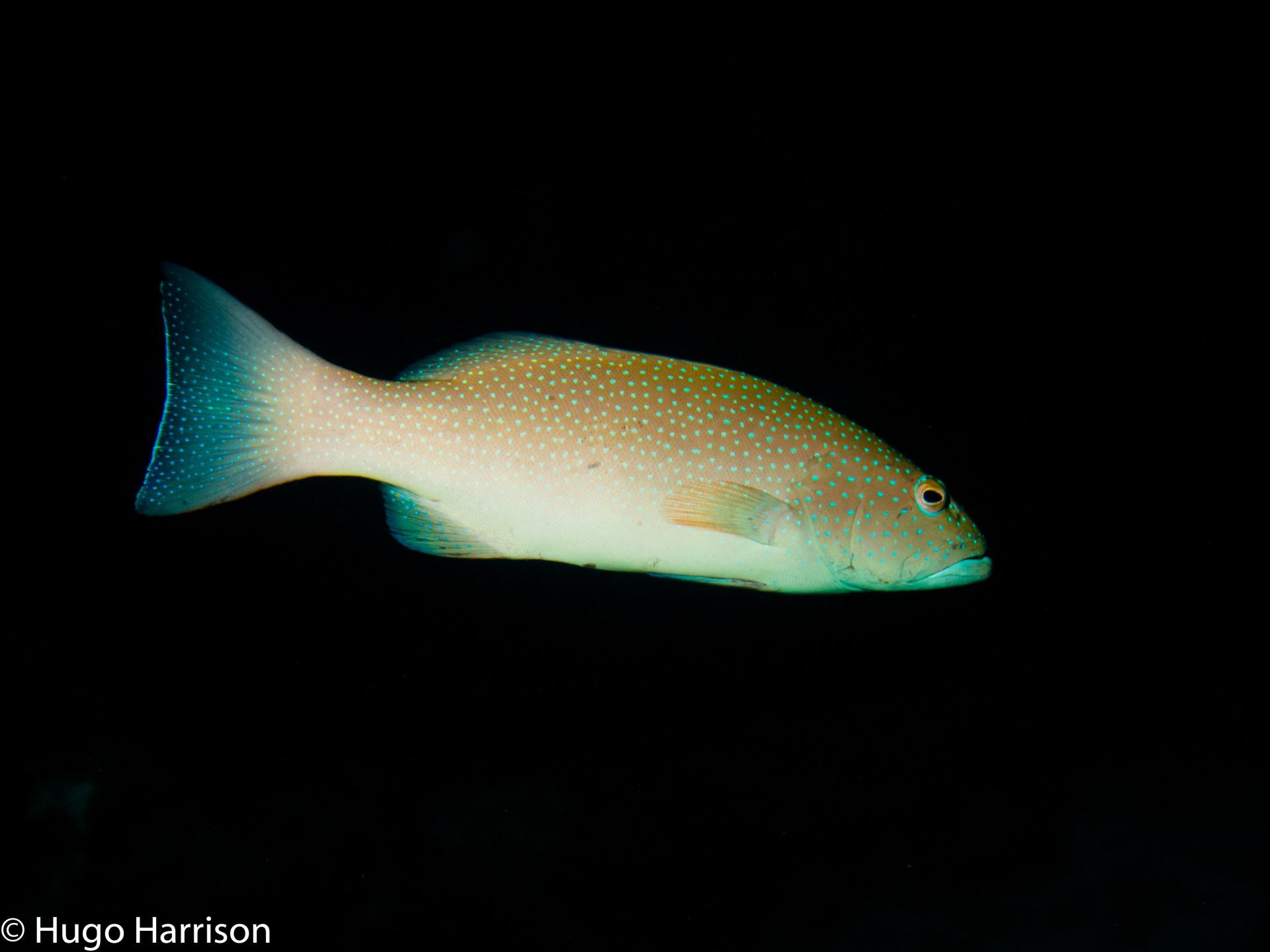 Coral grouper