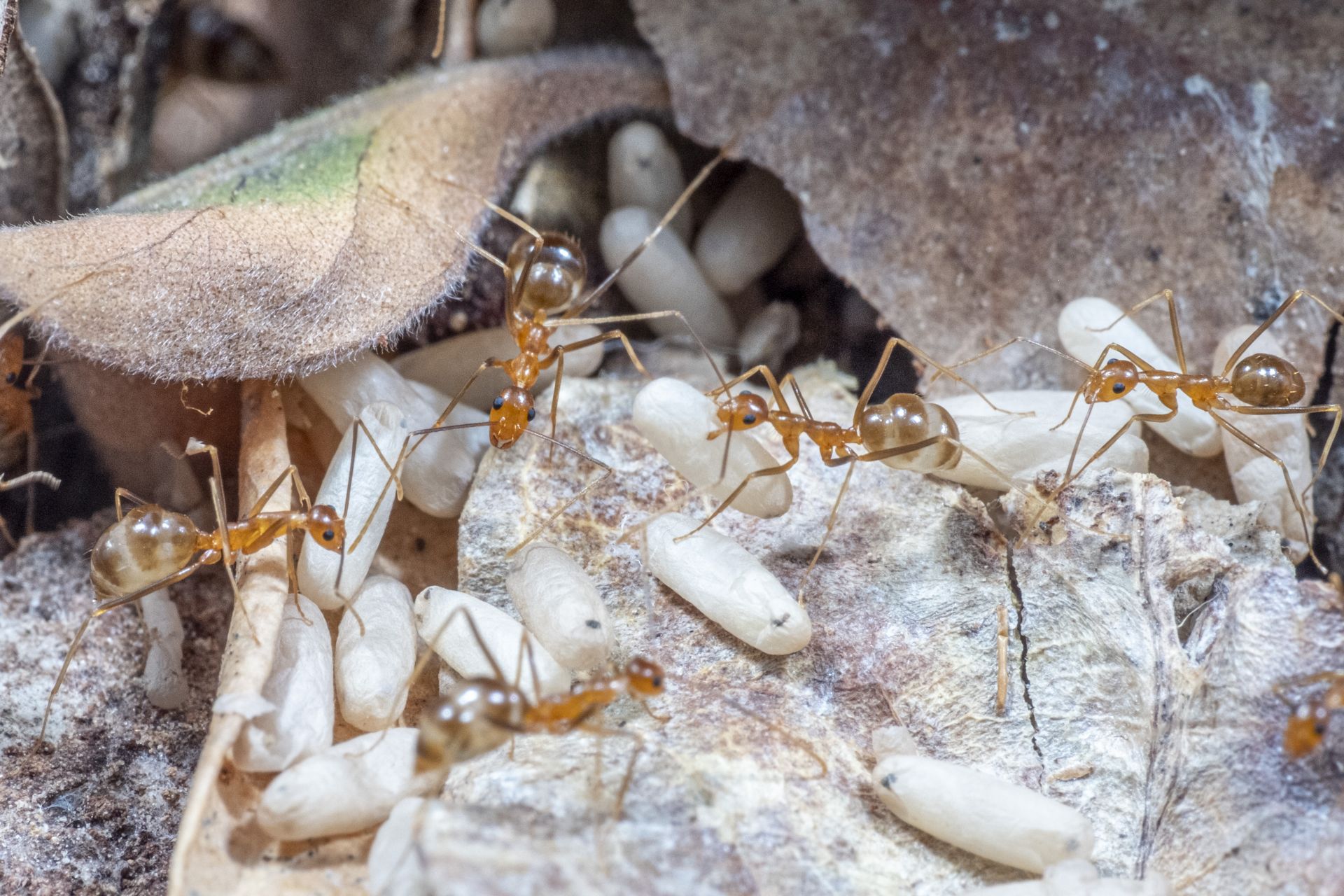 Yellow crazy ants