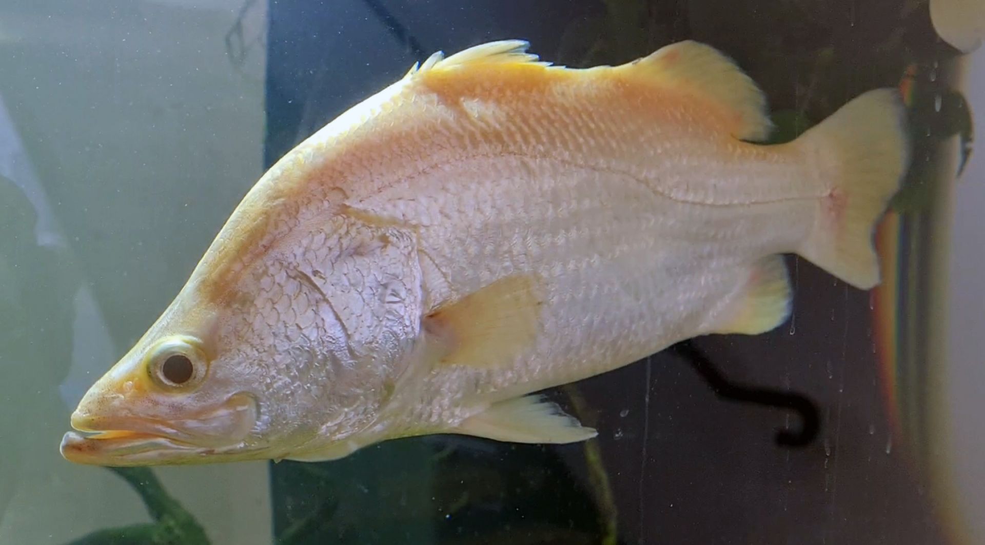 Fish