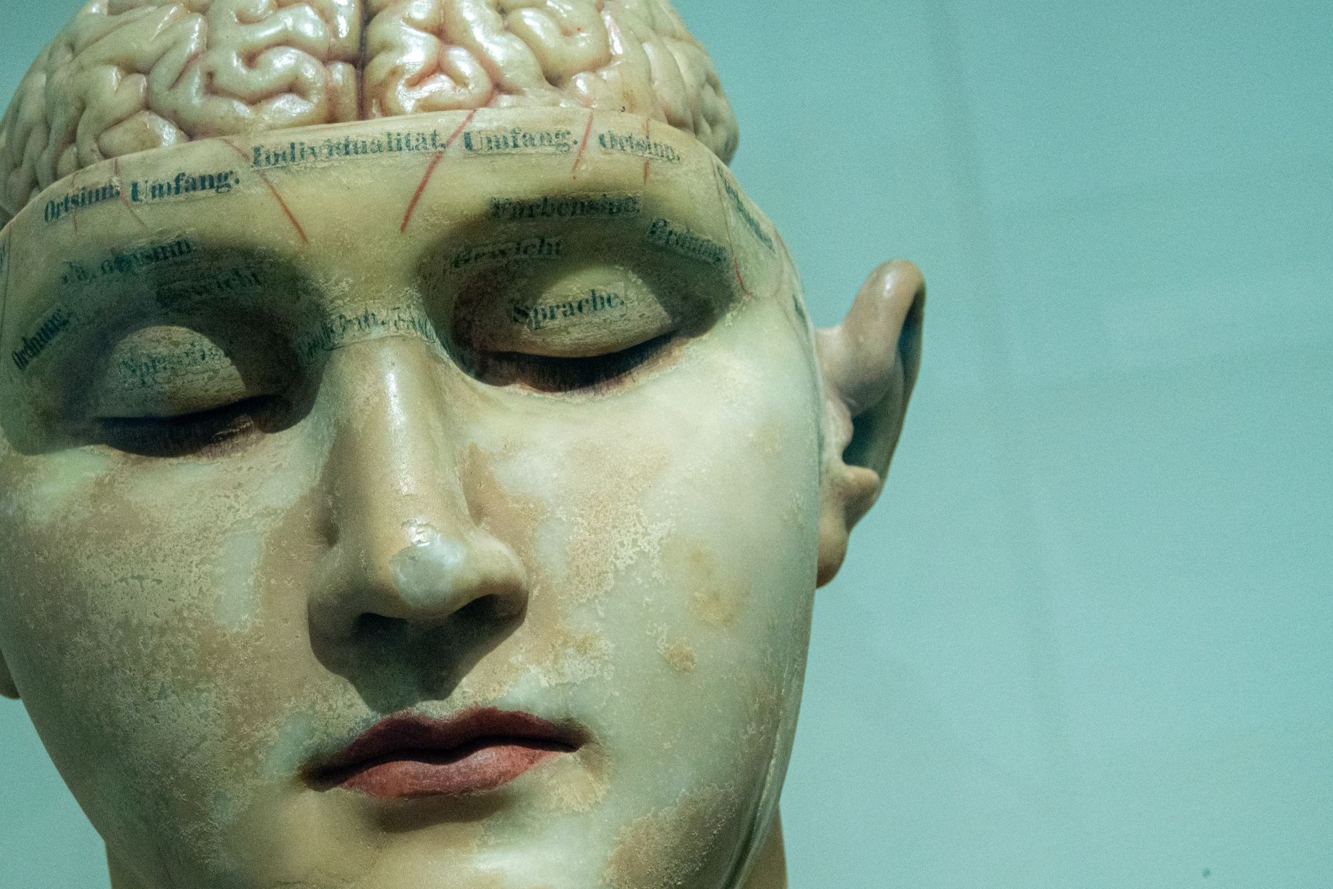 Brain