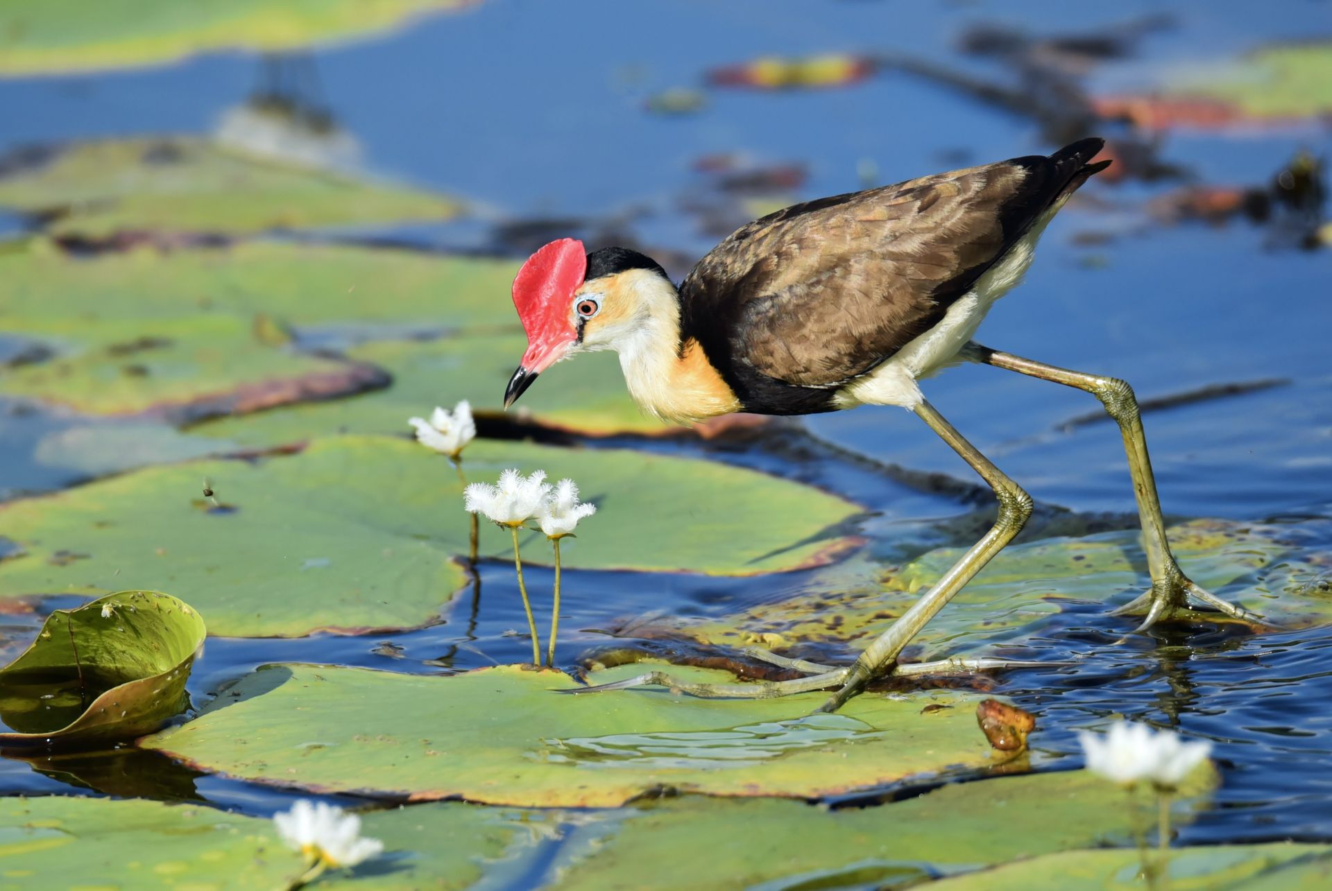 Wetland