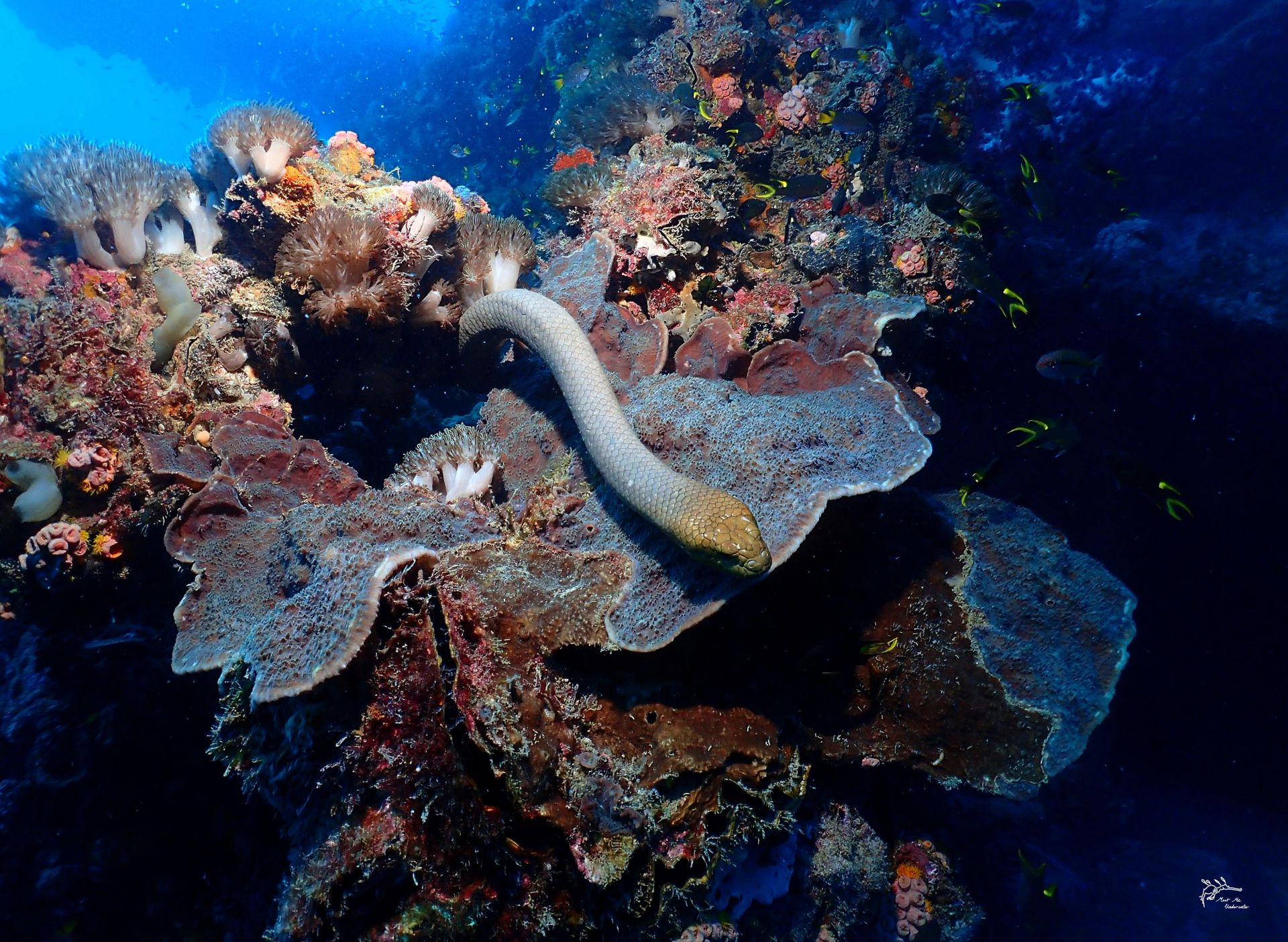 Sea snake
