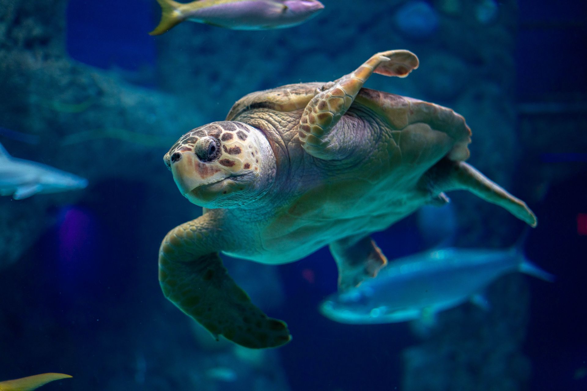 Turtle