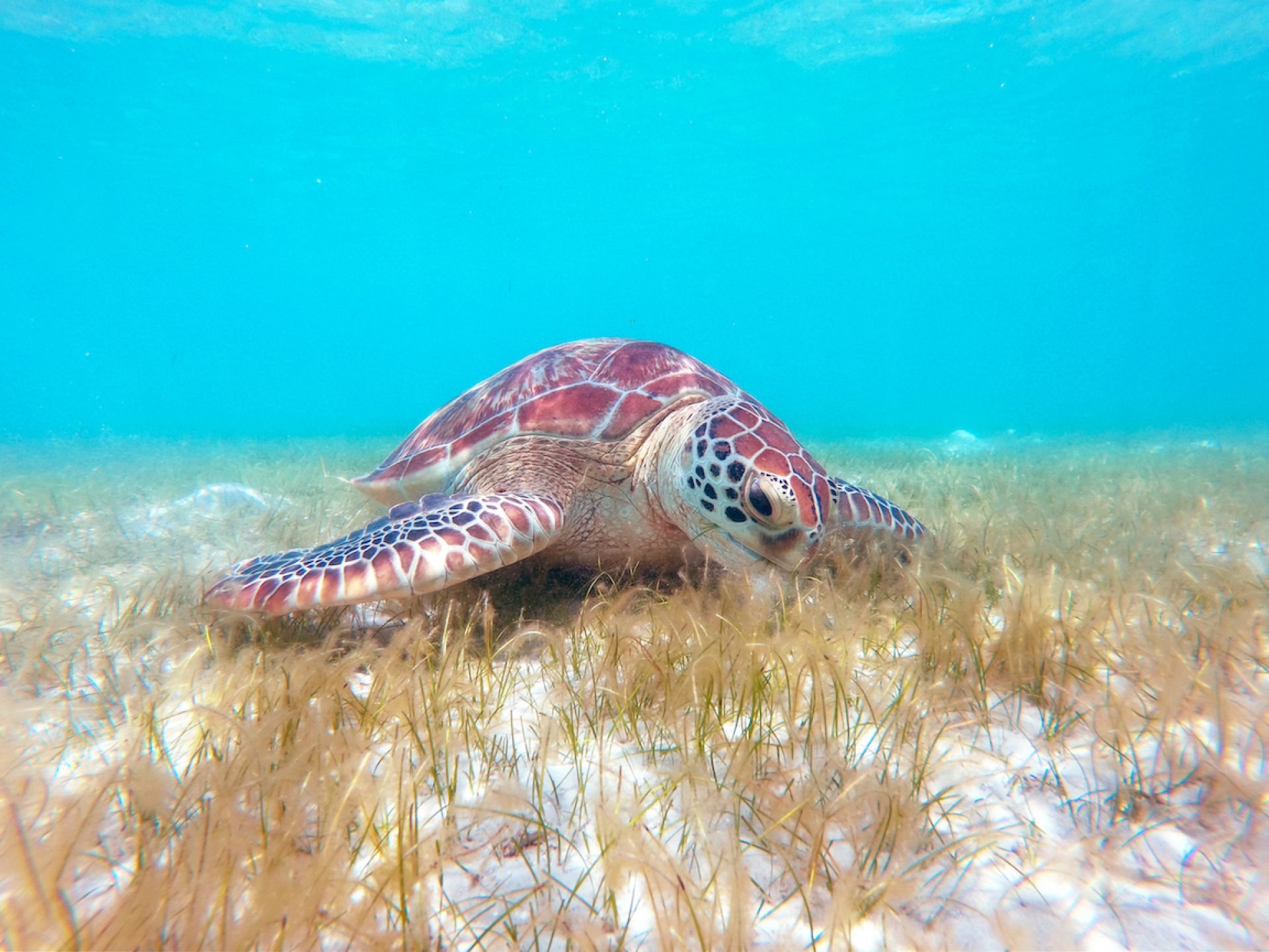alt turtle main
