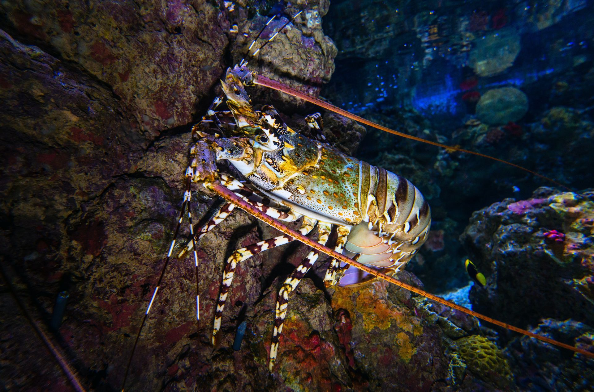 Rock lobster