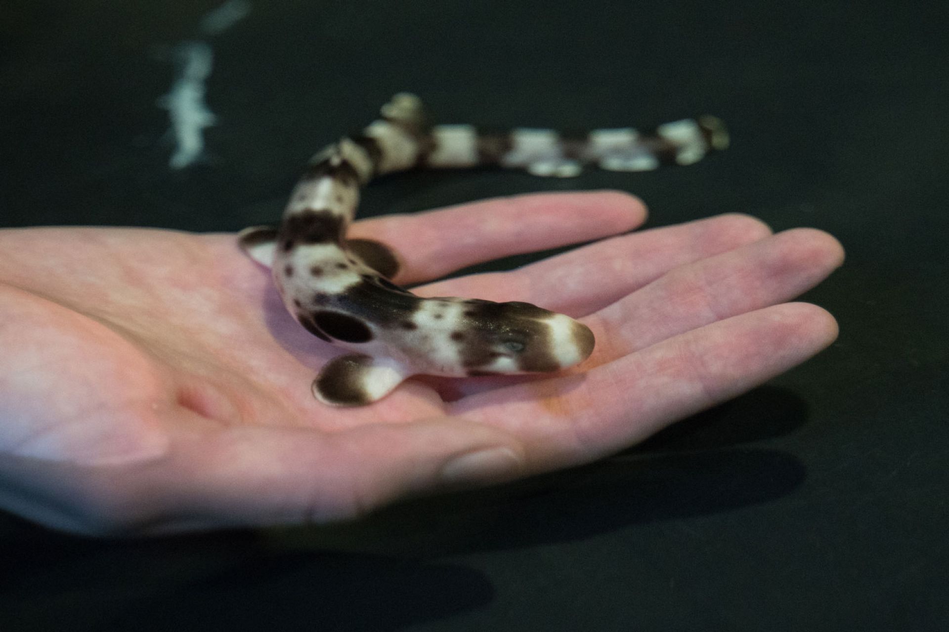 Hand in water holding a baby epaulette shark