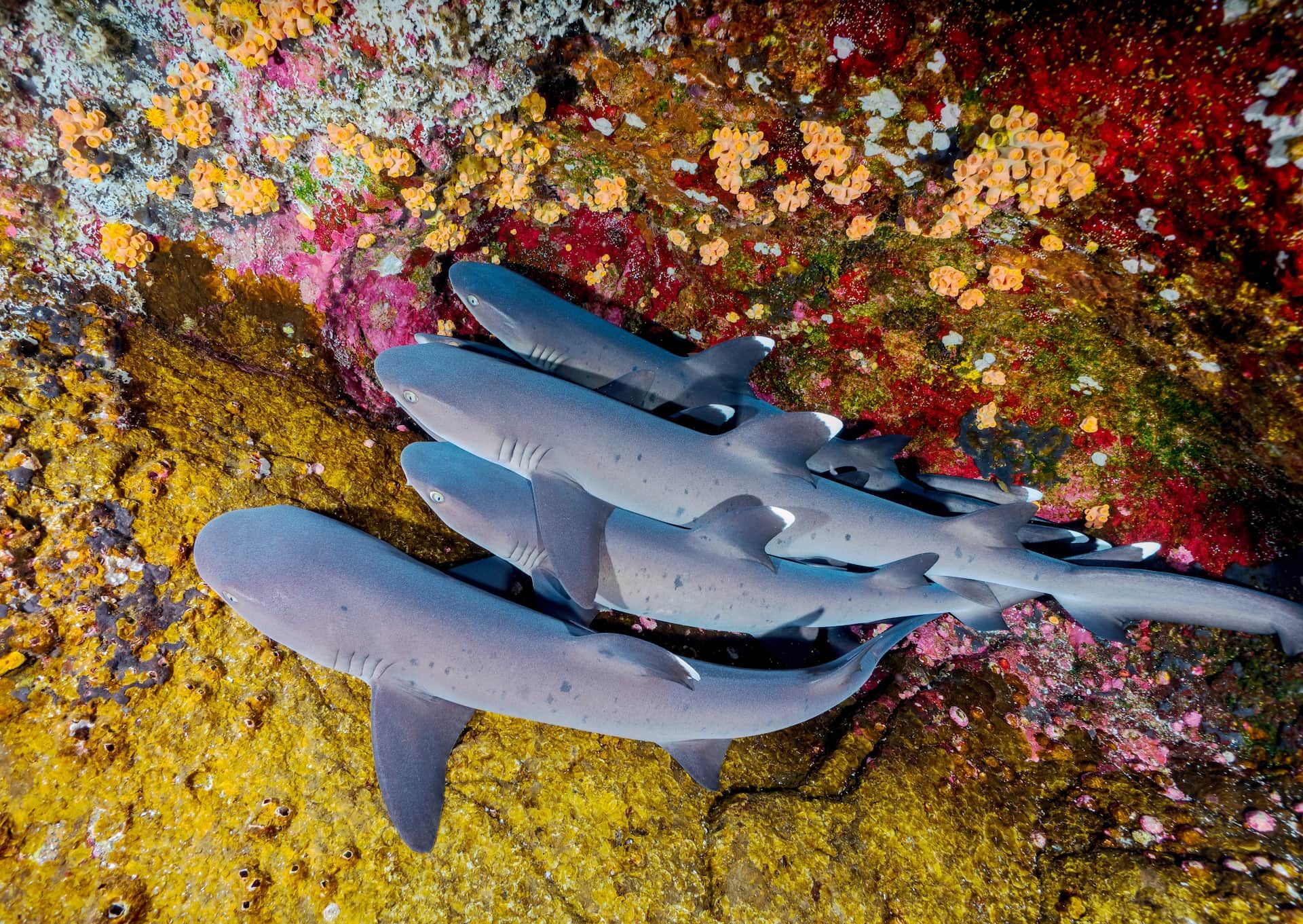 Sharks