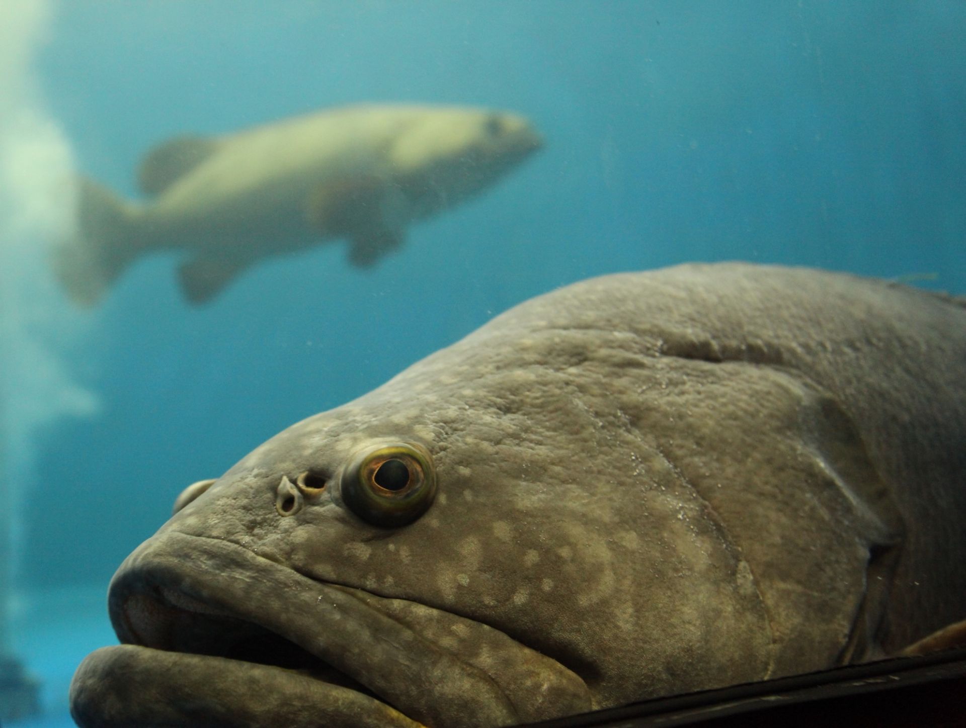 JCU grouper