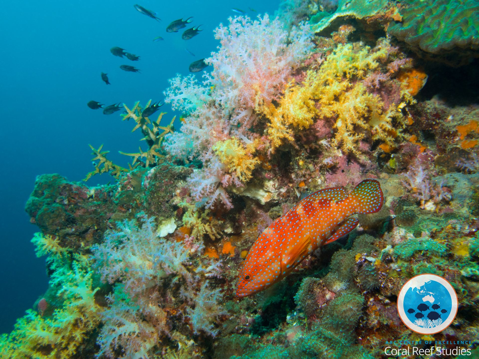 Reef