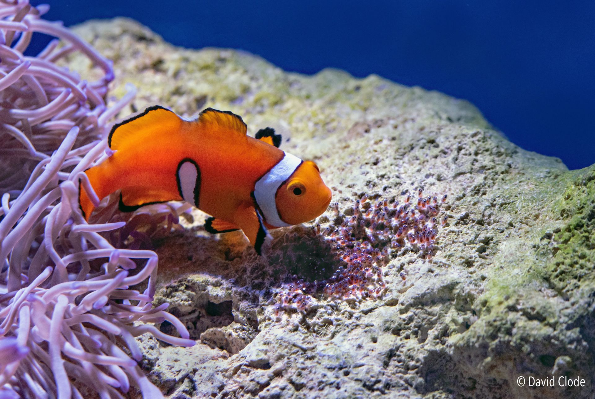 Clownfish