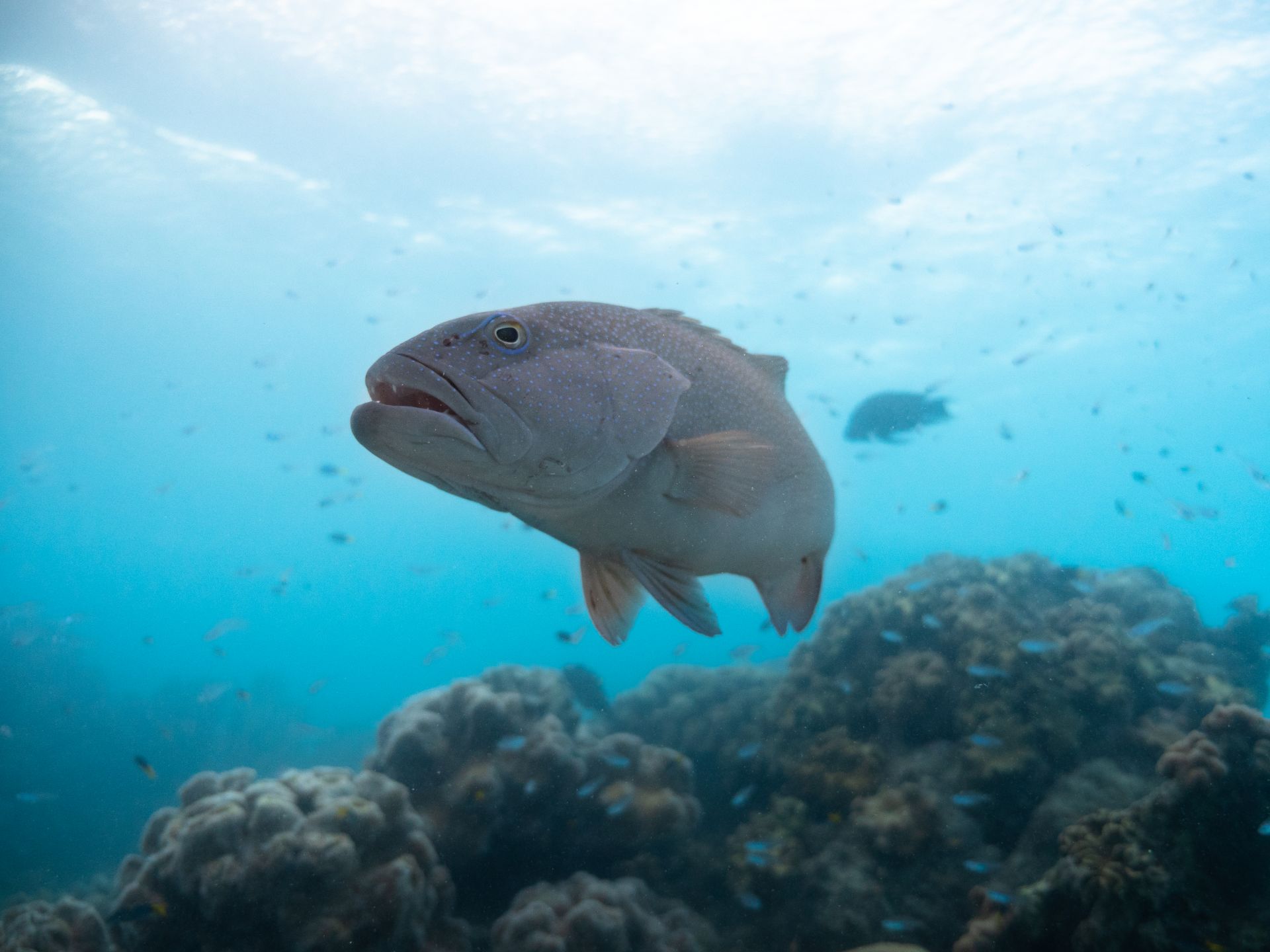 Coral grouper