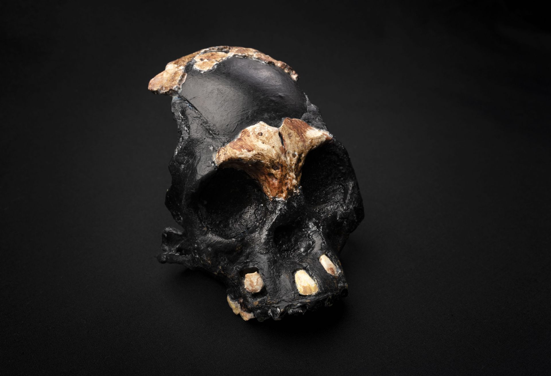 Alt text Leti skull