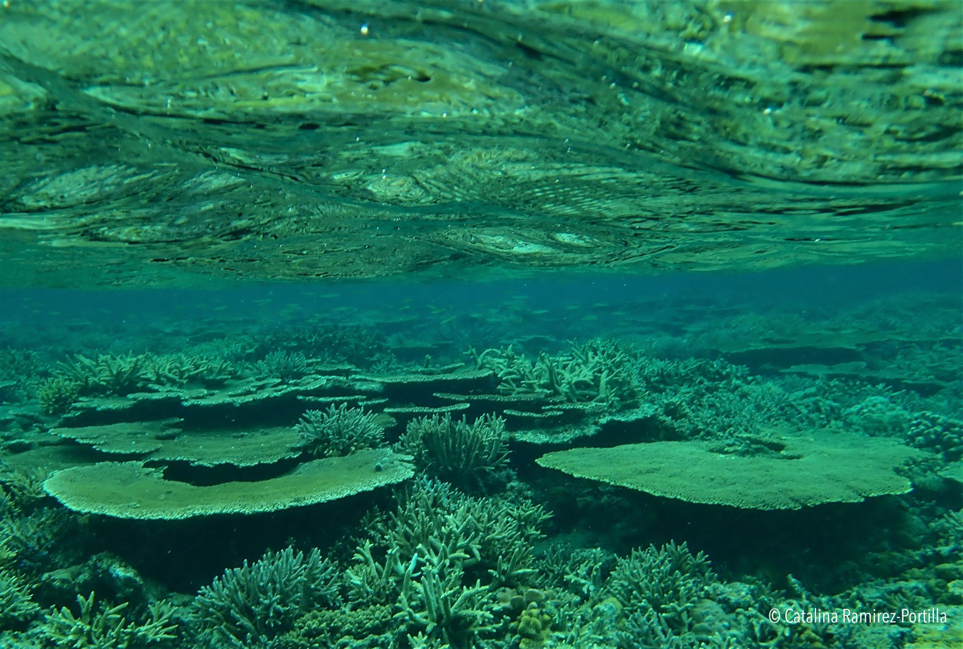 Corals