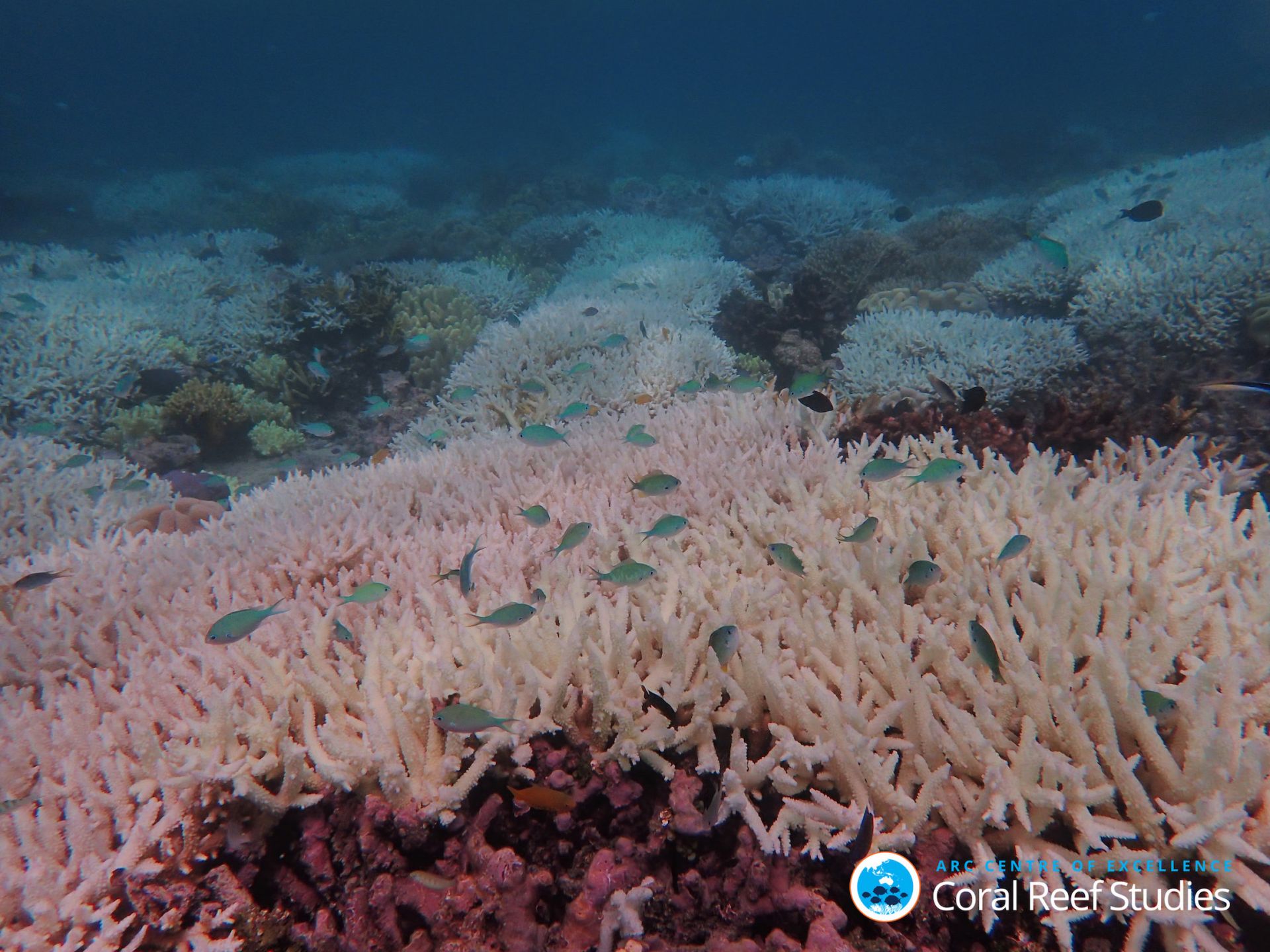 Alt text Bleached coral