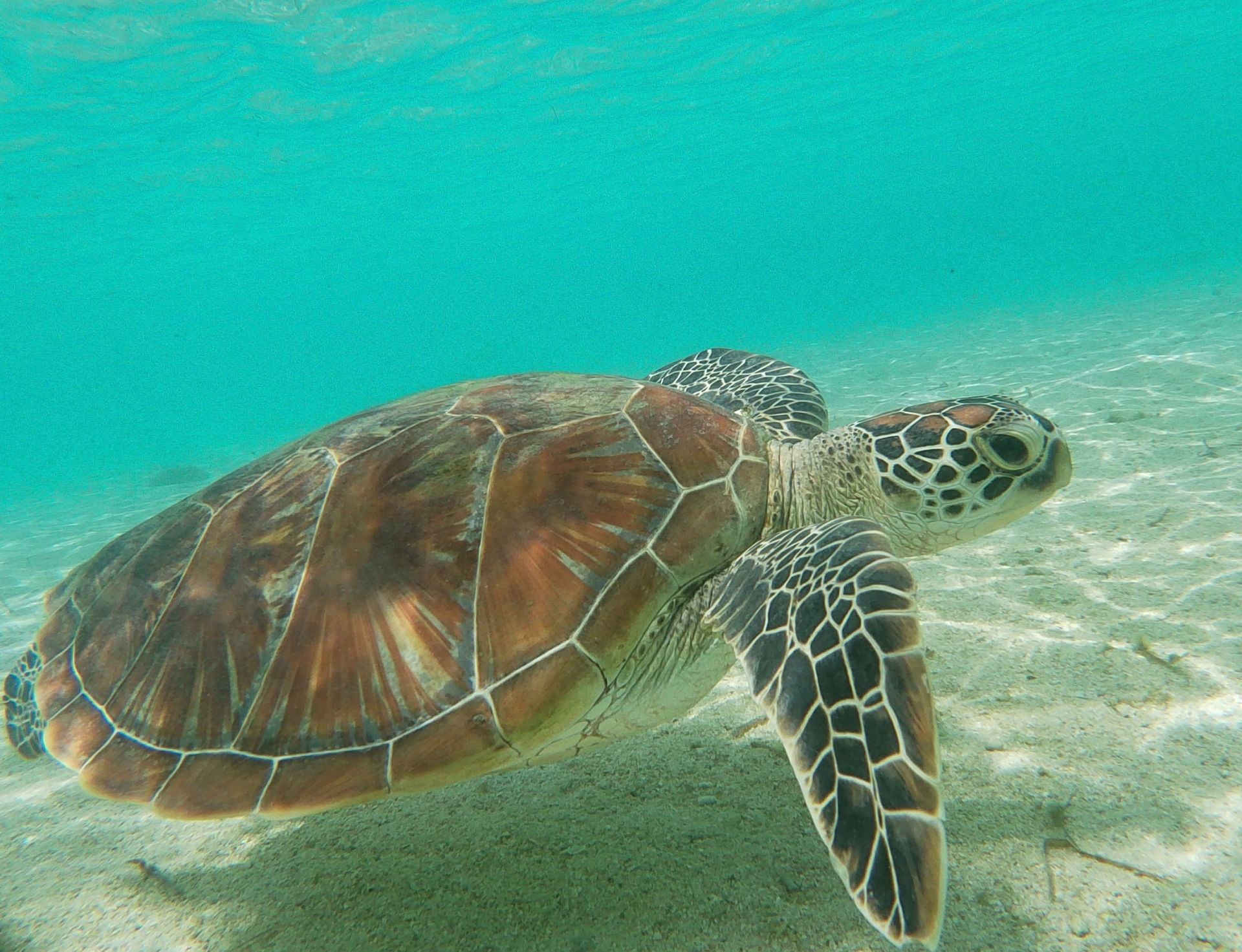 Turtle