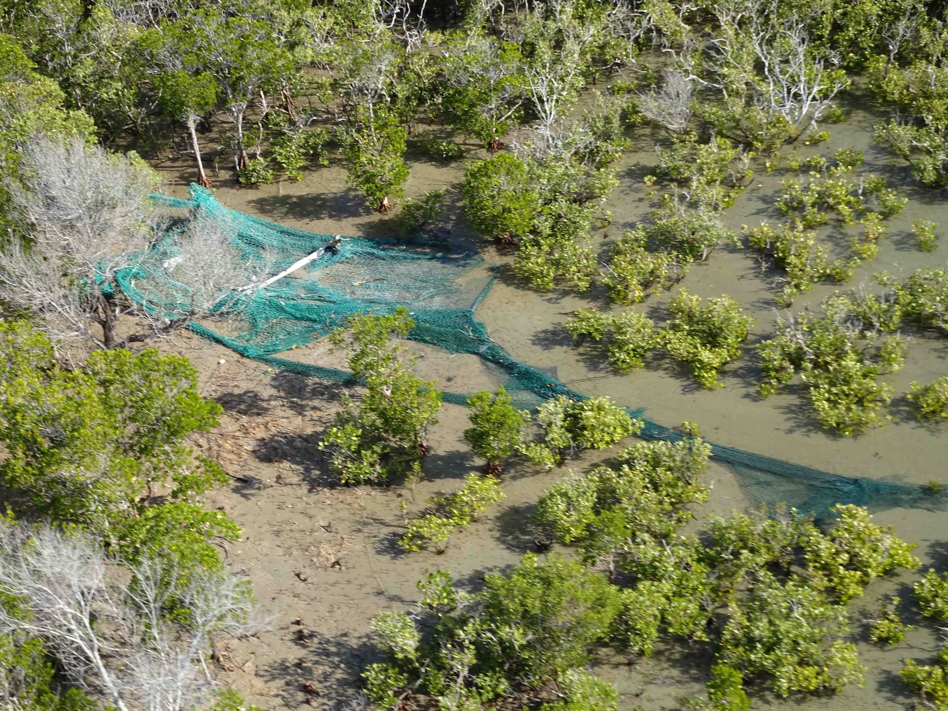 Ghost nets. 