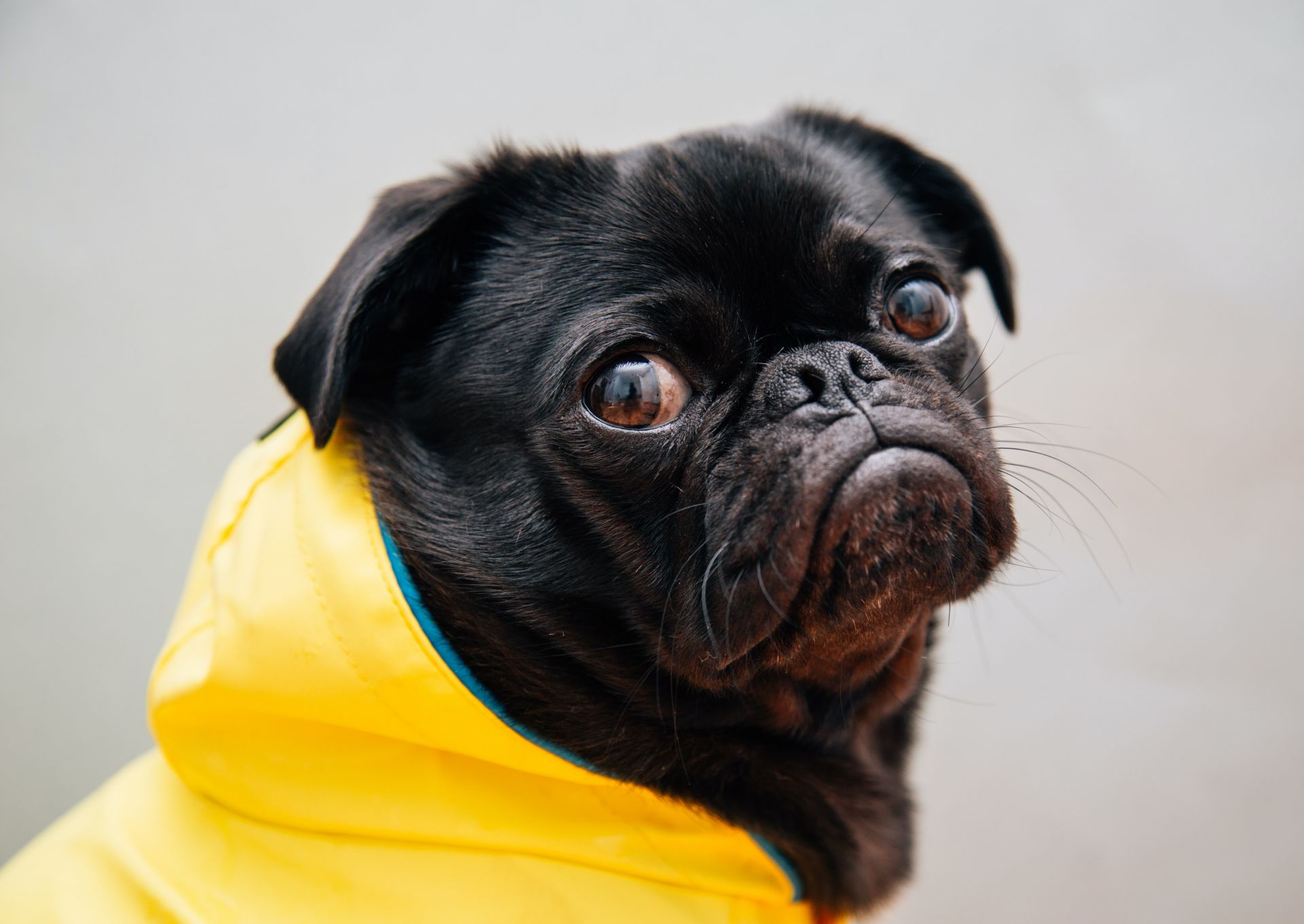 Pug