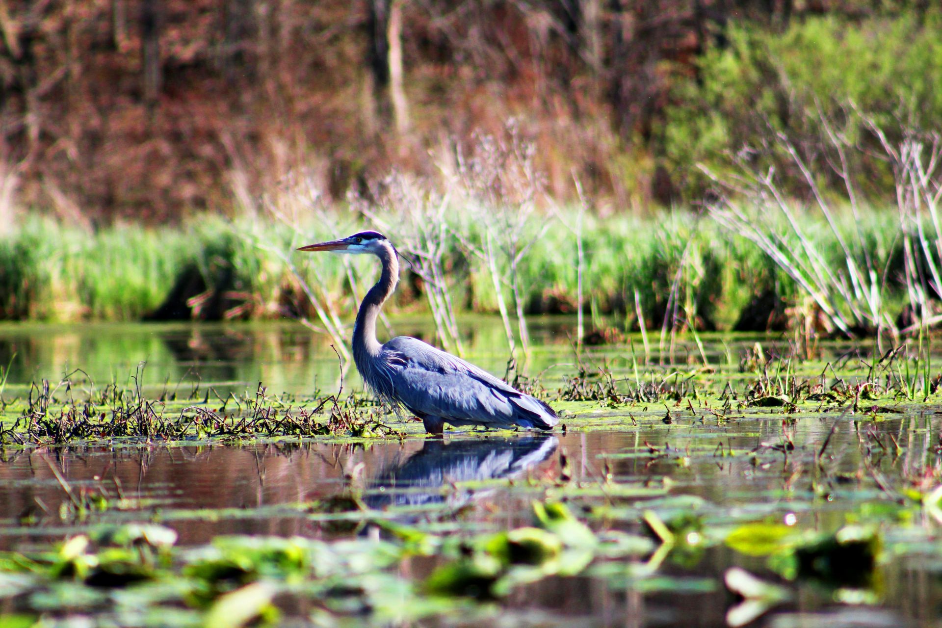 Wetland