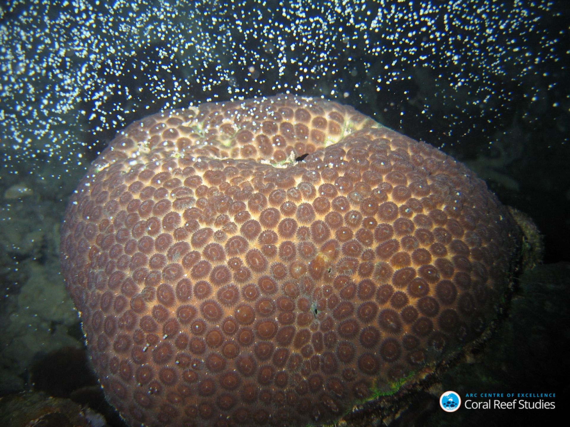 Coral
