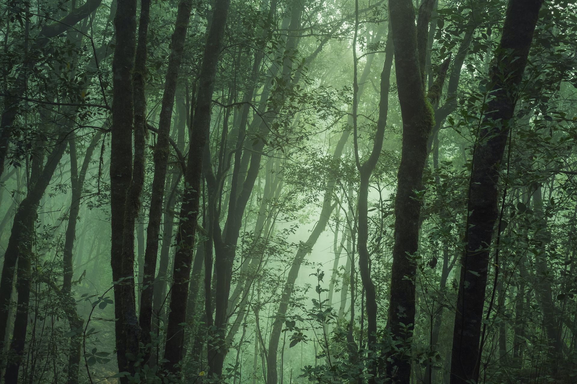 Jungle