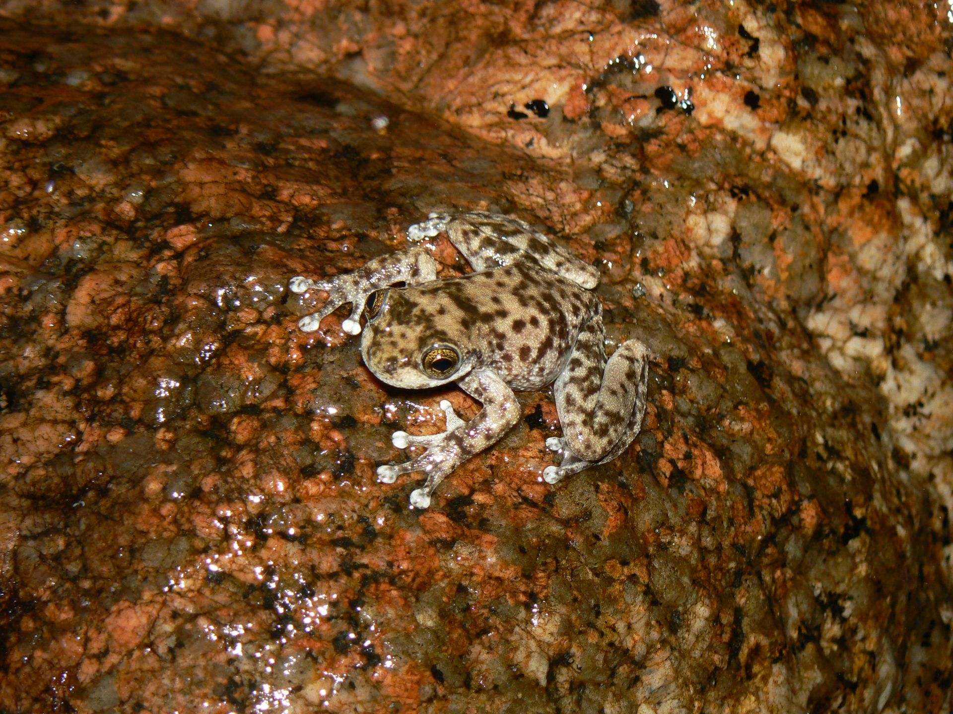 Frog