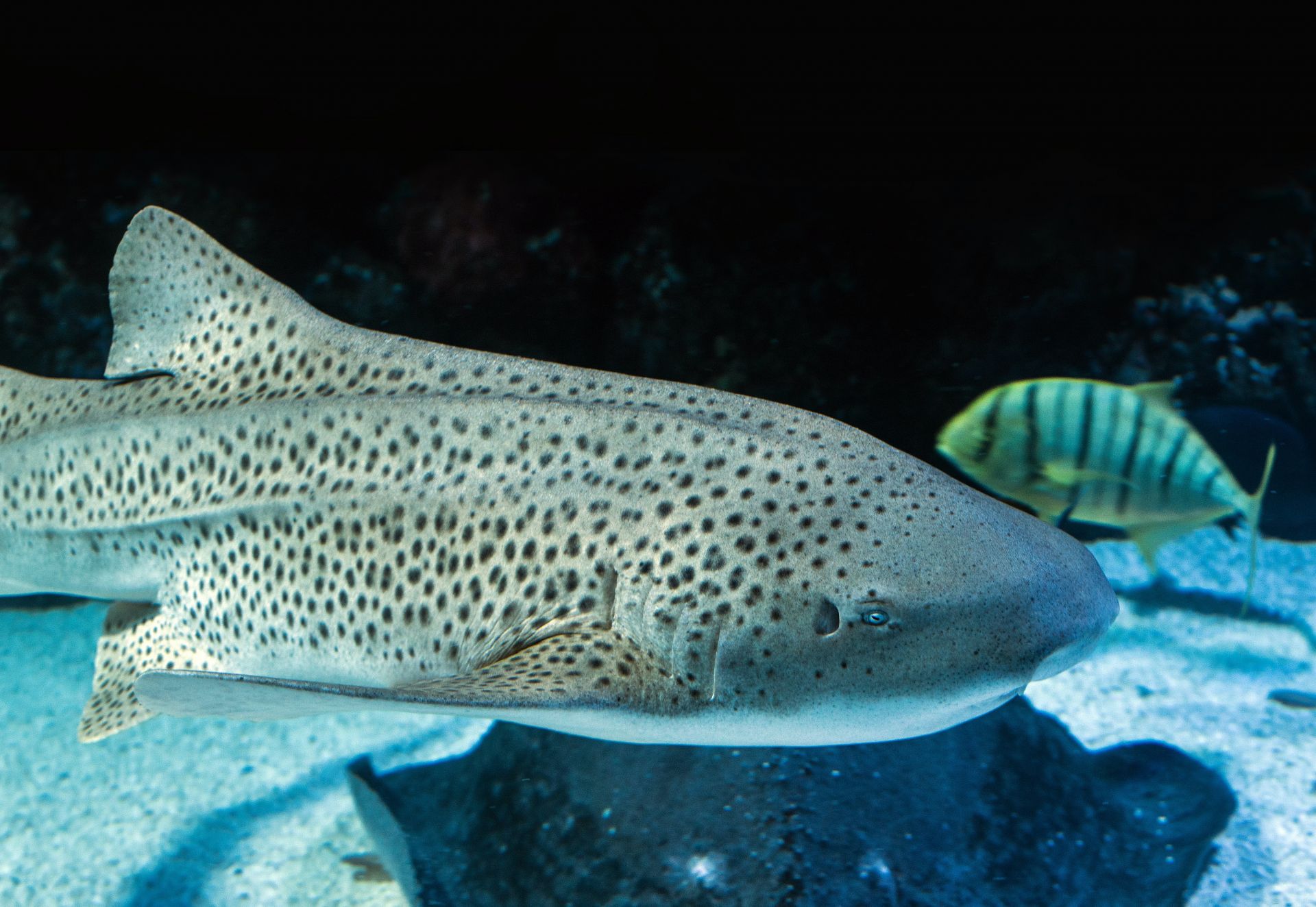 Leopard shark