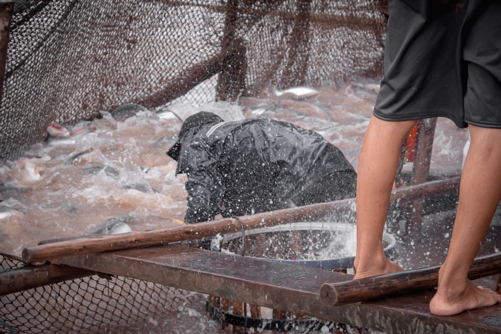 Fish farm