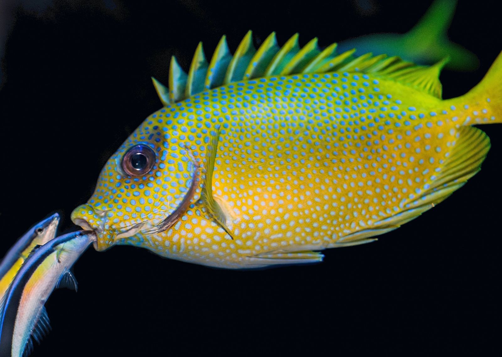 Cleaner fish