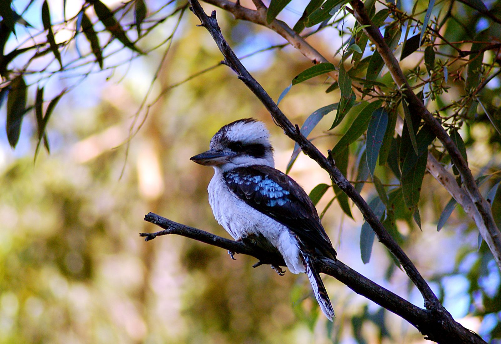 Kookaburra