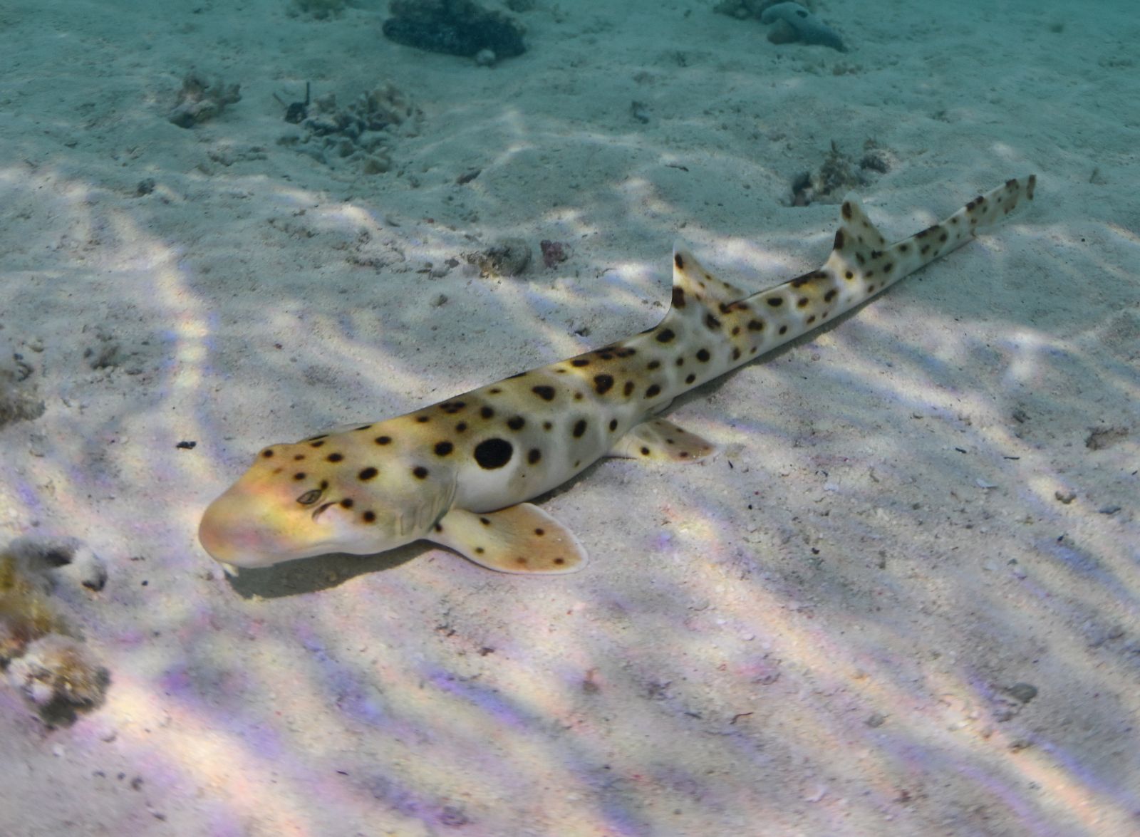 Epaulette shark