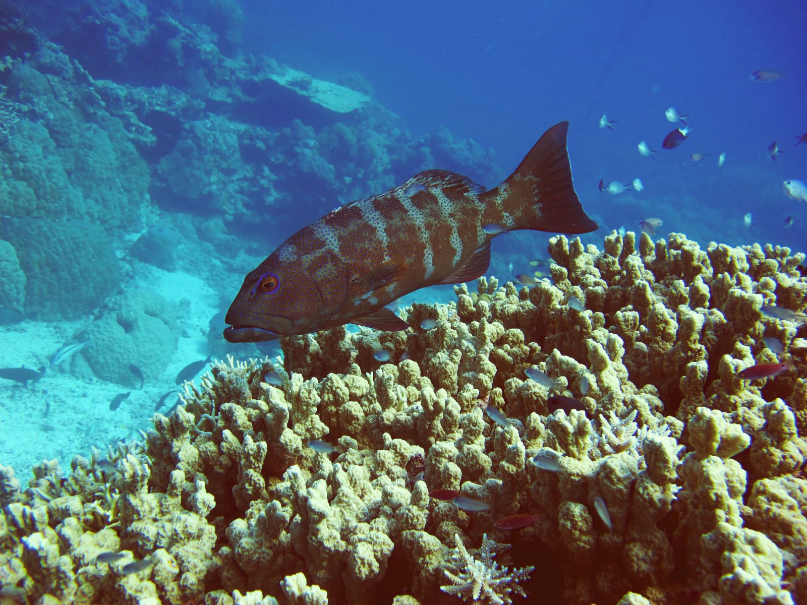 Coral trout