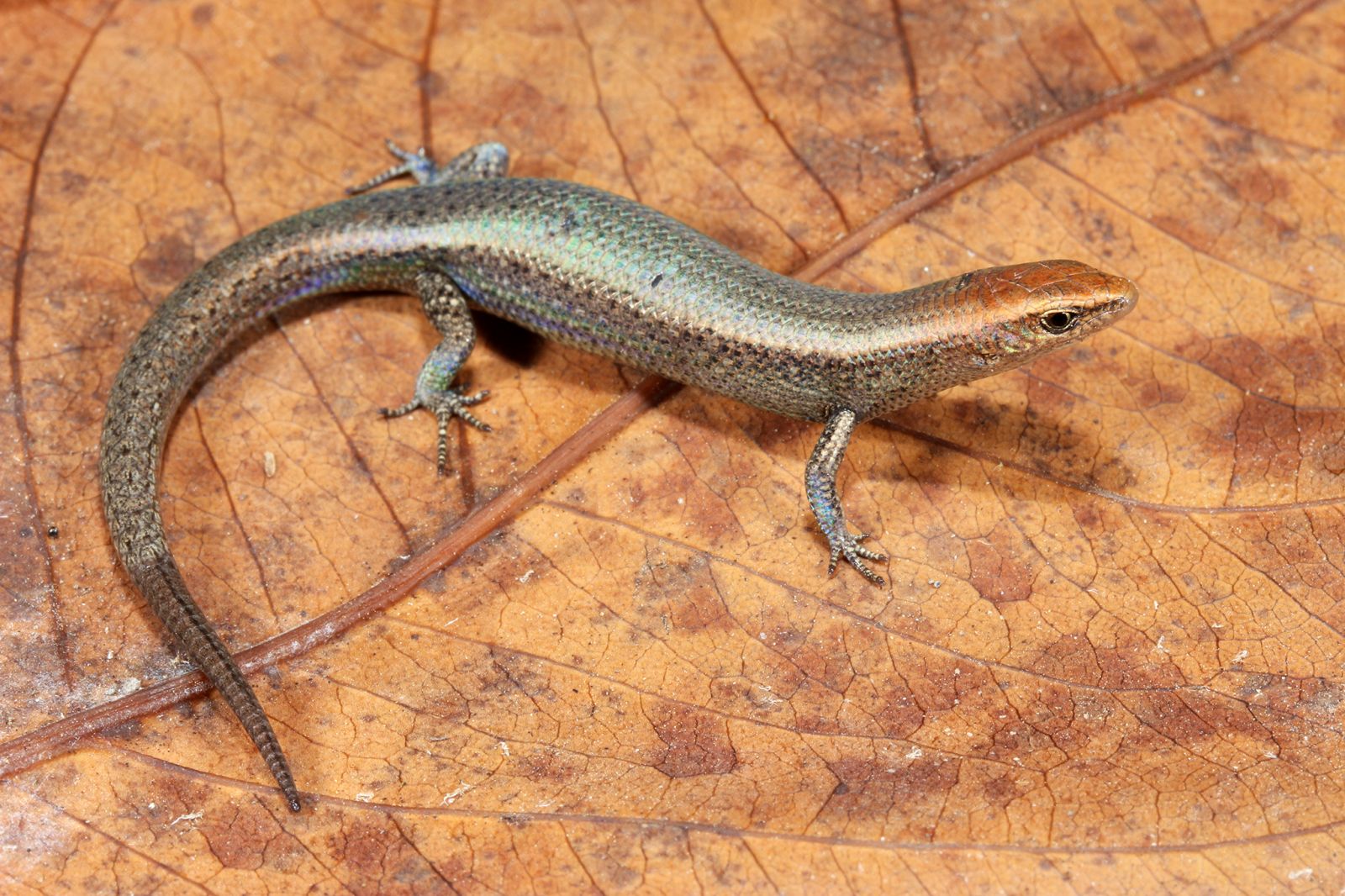 Skink